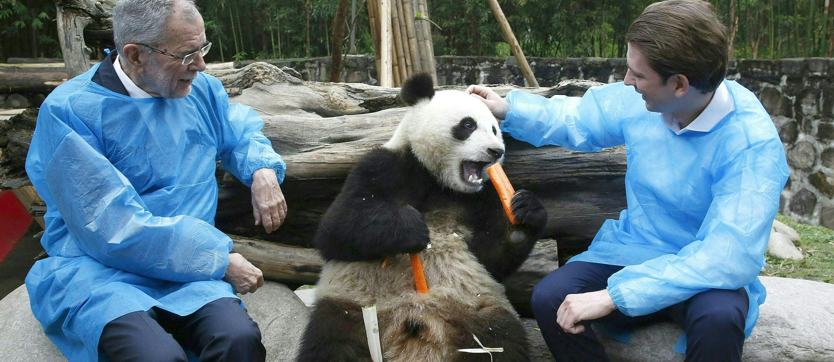 Bundespräsident Alexander Van der Bellen und Bundeskanzler Sebastian Kurz beim Besuches des Dujiangyan Panda Parks in der Nähe von Chengdu am 12. April 2018