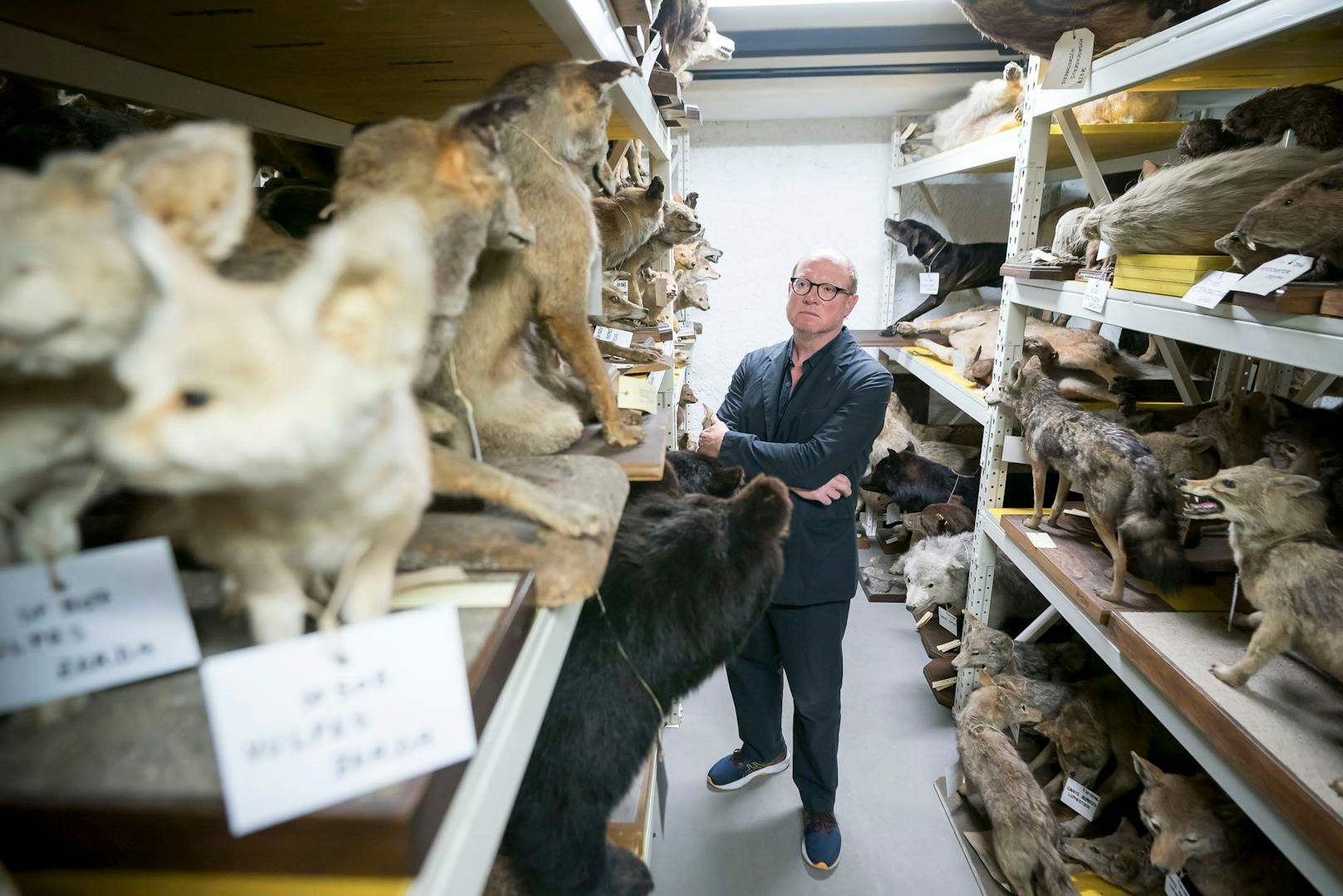 Tier-Wimmelbild mit Mensch: Fotograf Stefan Oláh fotografierte für eine Sonderausstellung im Tiefenspeicher des Naturhistorischen Museums. Für "Heute" ging er nochmals in den Keller.