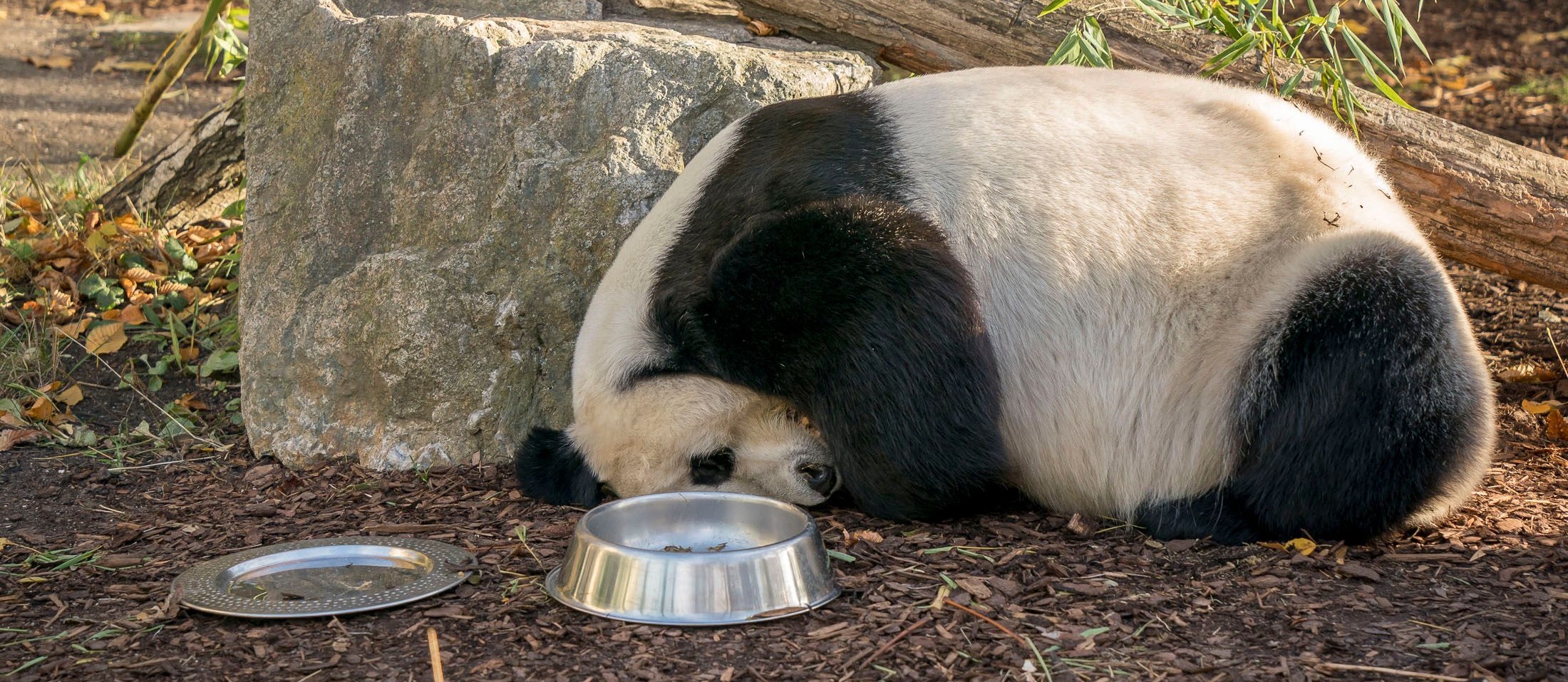 Schlafen, fressen, schauen und dann wieder von vorne: die Pandas im Tiergarten Schönbrunn