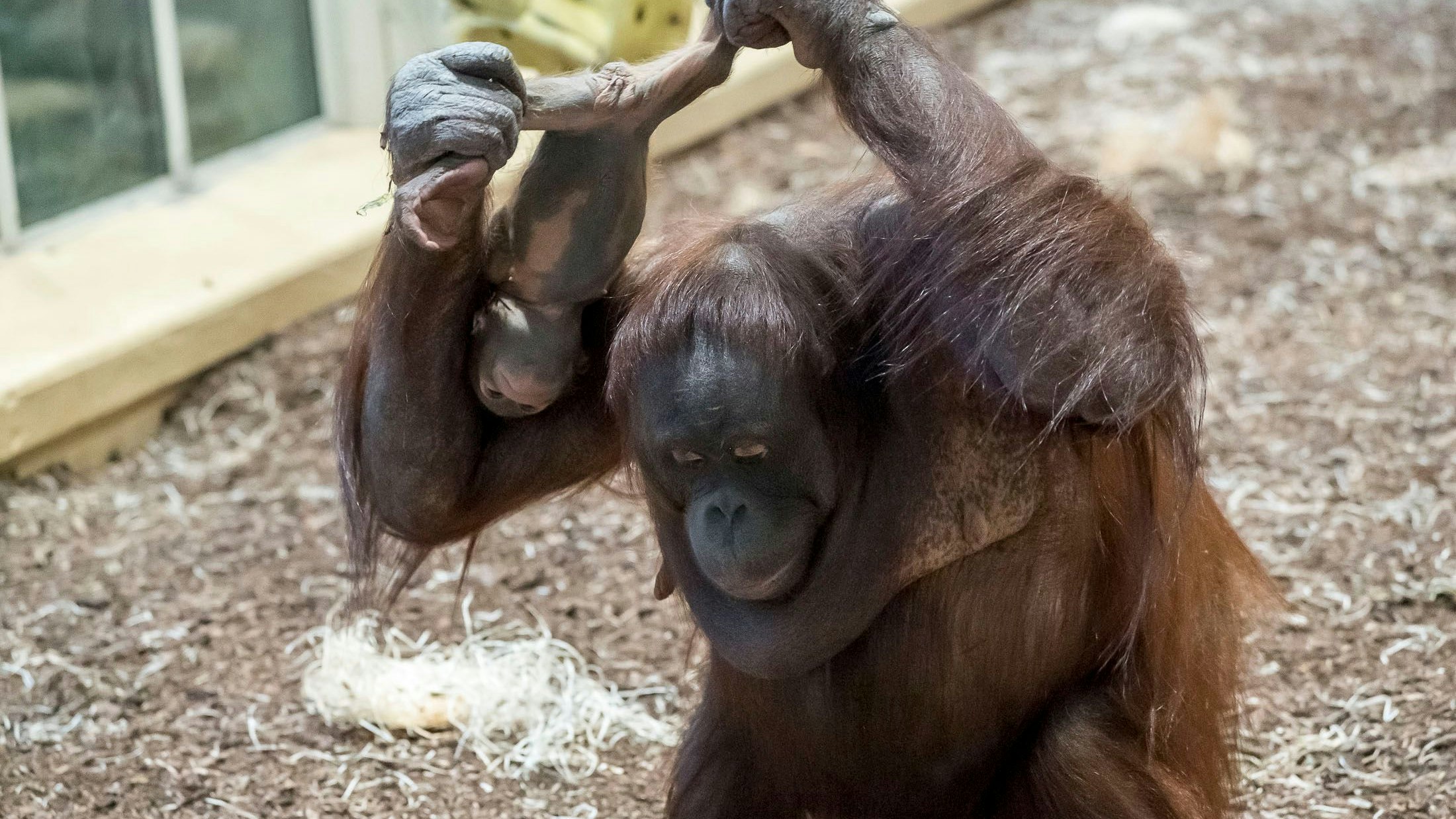 So haben sie die Bewohnerinnen und Bewohner des Tiergartens Schönbrunn vielleicht noch nie gesehen