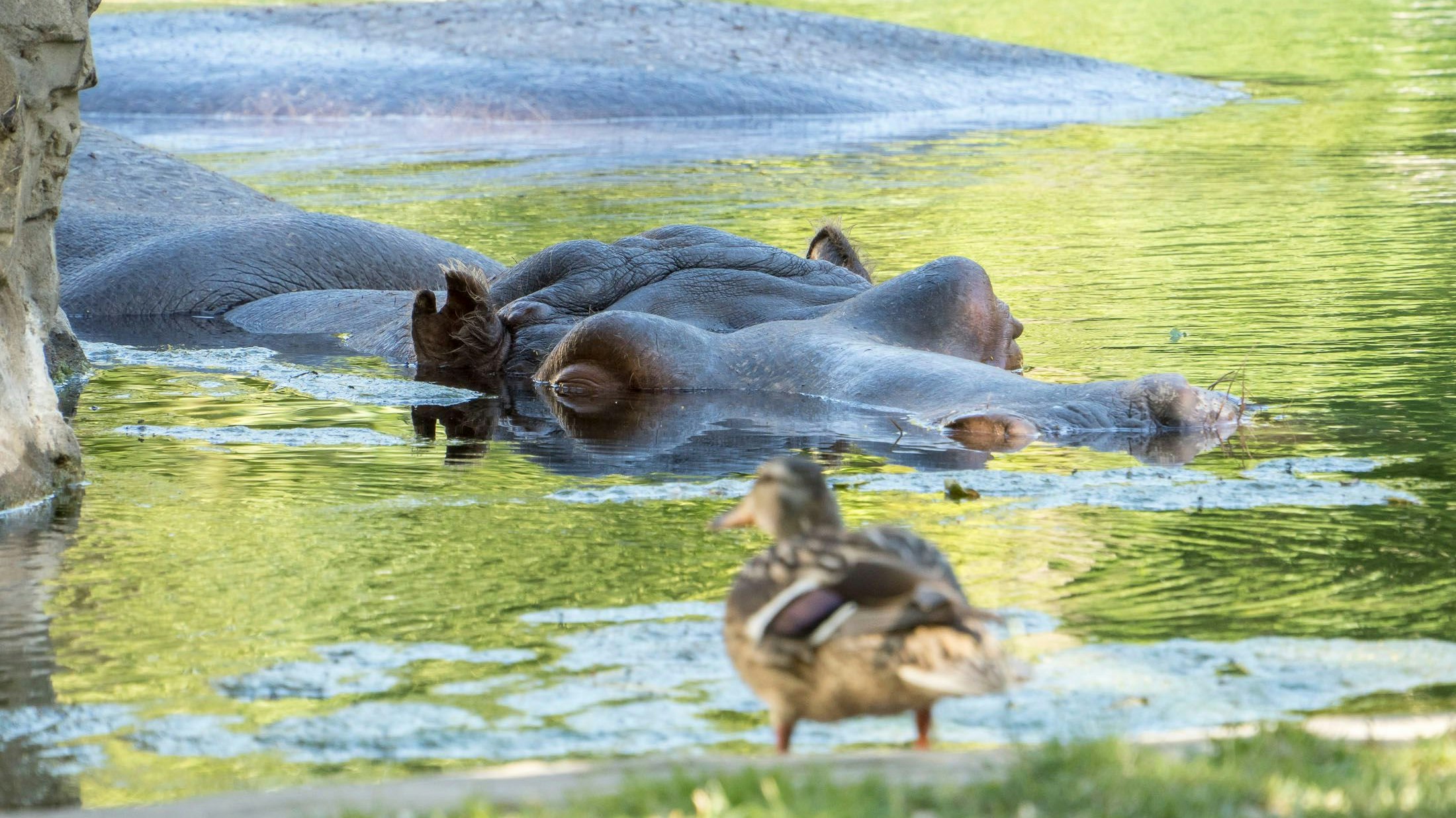 So haben sie die Bewohnerinnen und Bewohner des Tiergartens Schönbrunn vielleicht noch nie gesehen