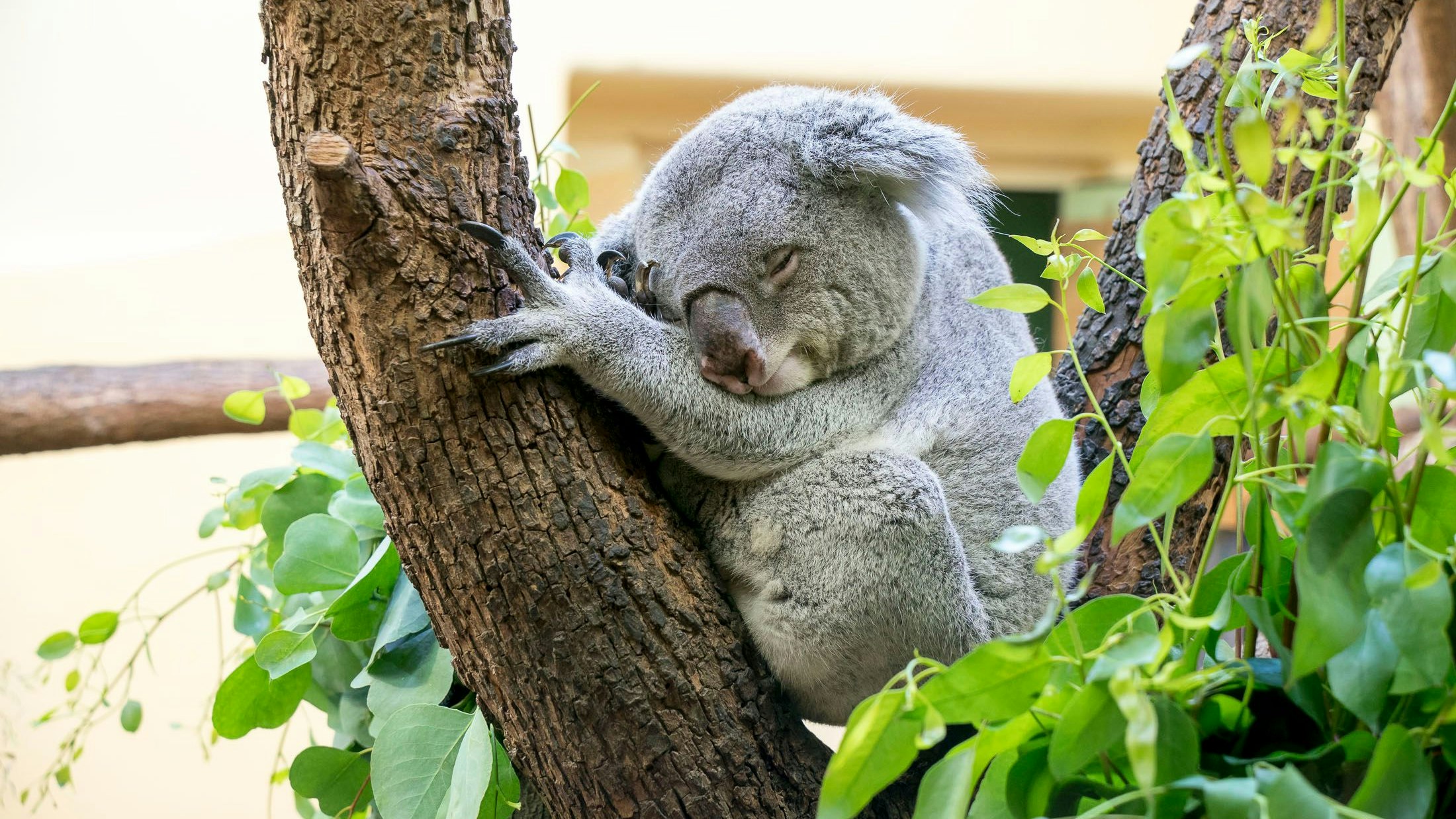 So haben sie die Bewohnerinnen und Bewohner des Tiergartens Schönbrunn vielleicht noch nie gesehen