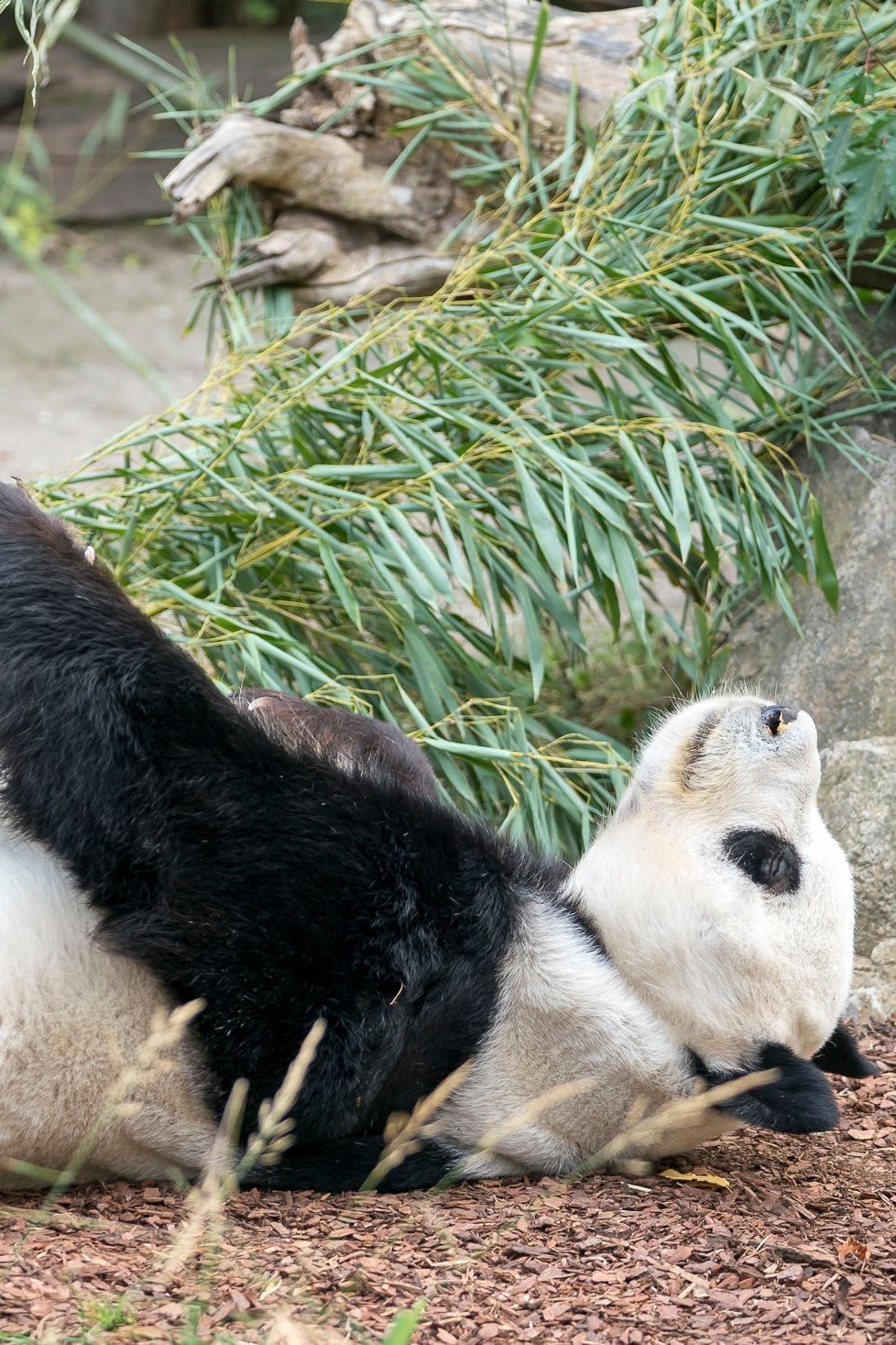 Schlafen, fressen, schauen und dann wieder von vorne: die Pandas im Tiergarten Schönbrunn