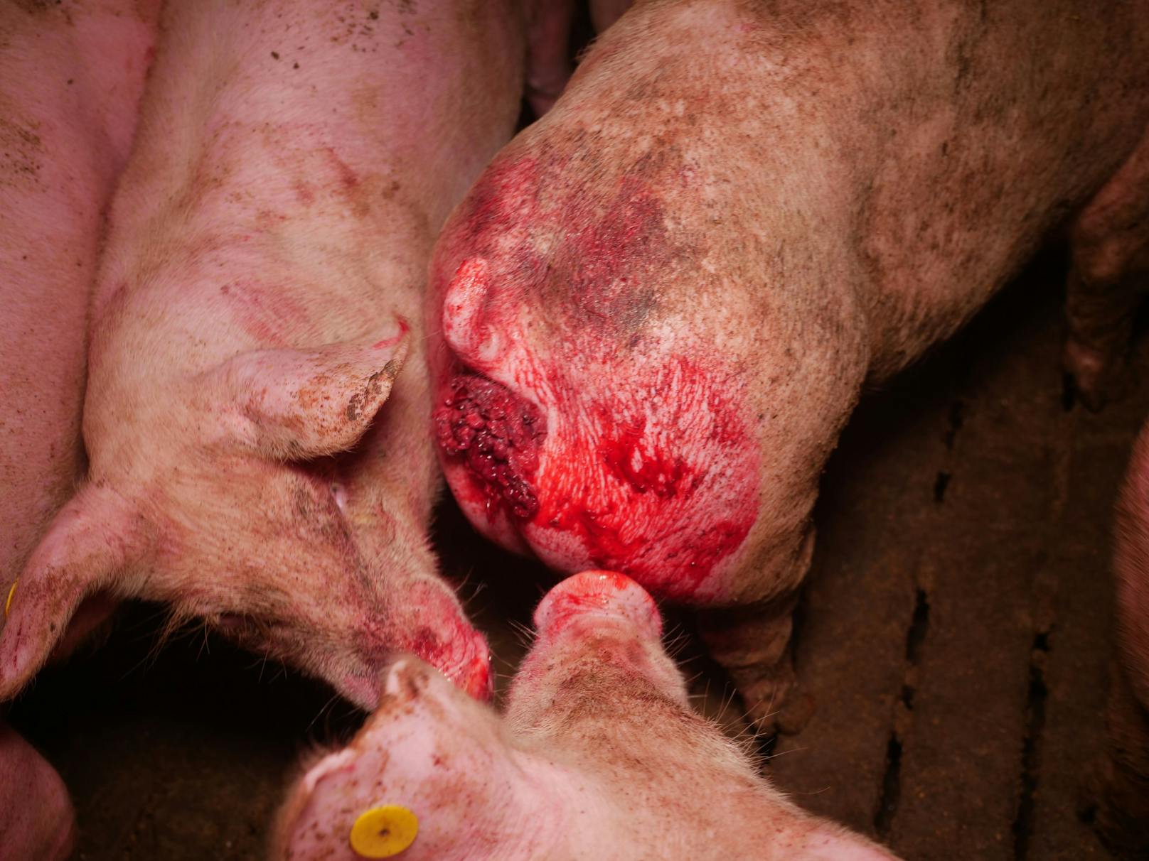 Das verletzte Schwein hat einen herausquellenden Mastdarmvorfall - an dem andere Schweine herumknabbern.&nbsp;