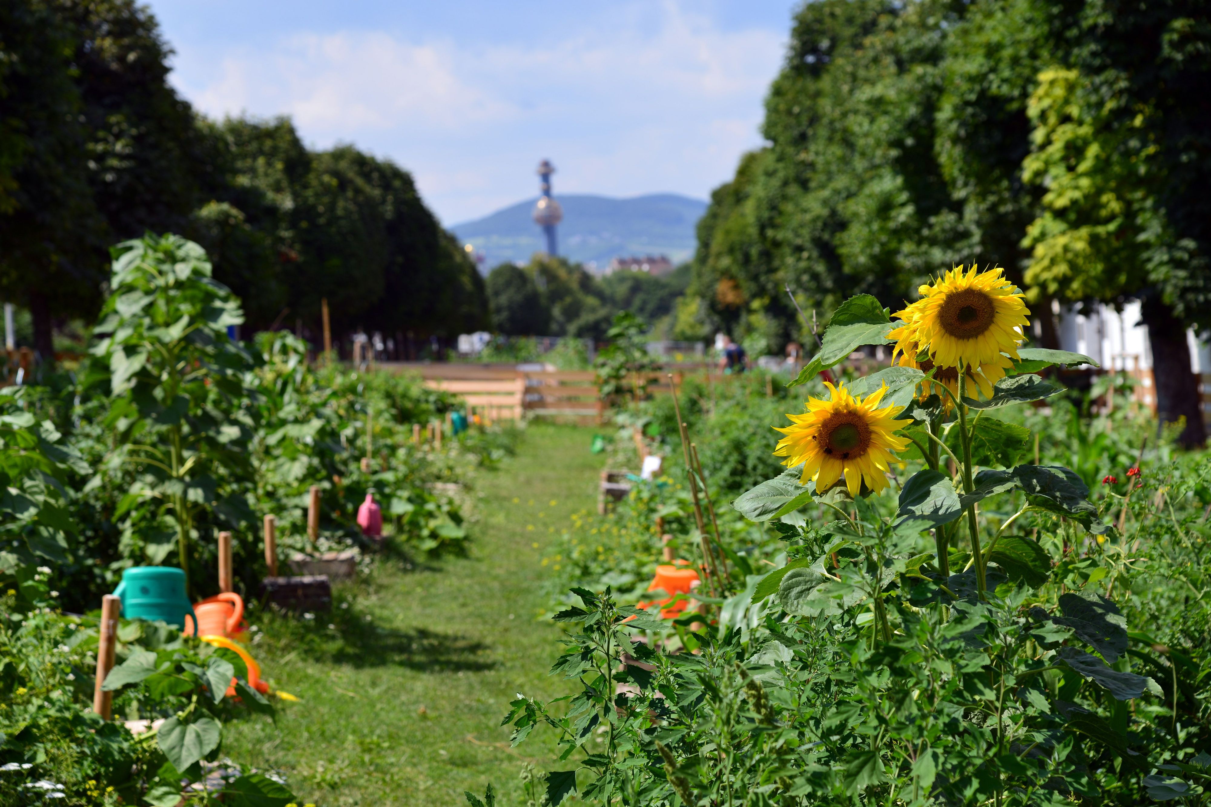 Das erfolgreiche Urban Gardening-Projekt wird auch dieses Jahr fortgesetzt!
