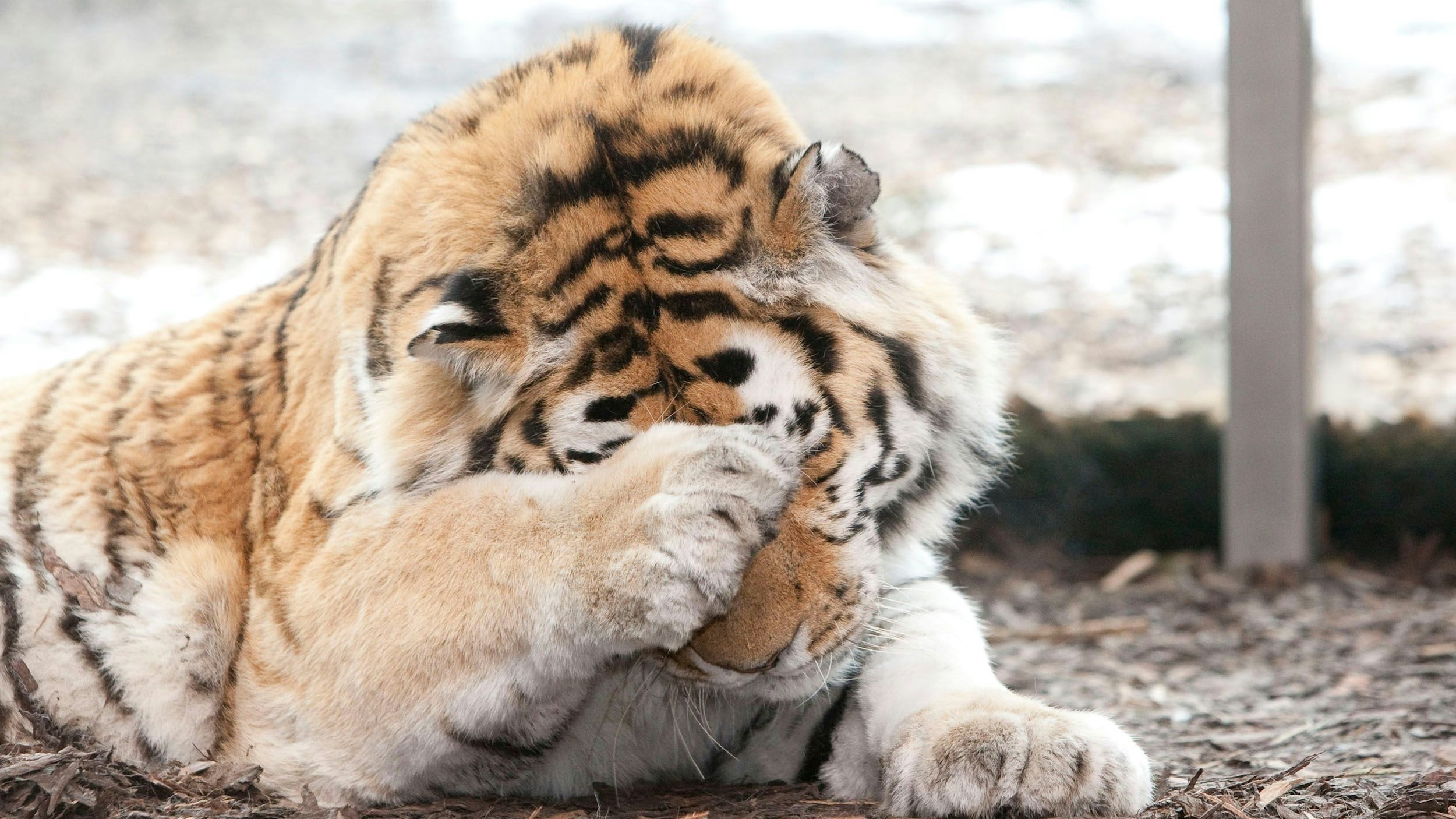 So haben sie die Bewohnerinnen und Bewohner des Tiergartens Schönbrunn vielleicht noch nie gesehen