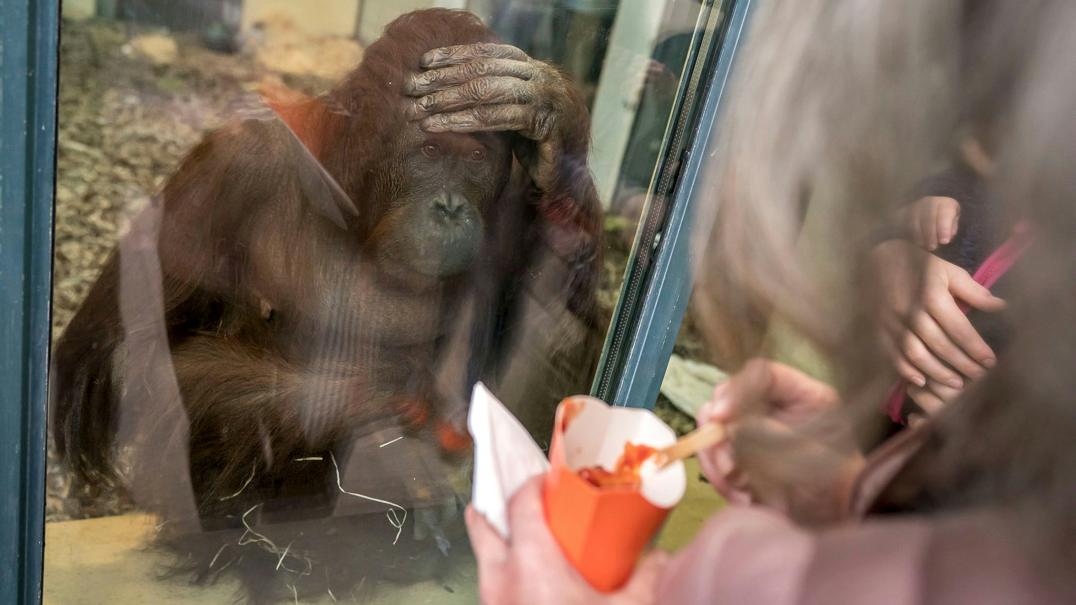 So haben sie die Bewohnerinnen und Bewohner des Tiergartens Schönbrunn vielleicht noch nie gesehen