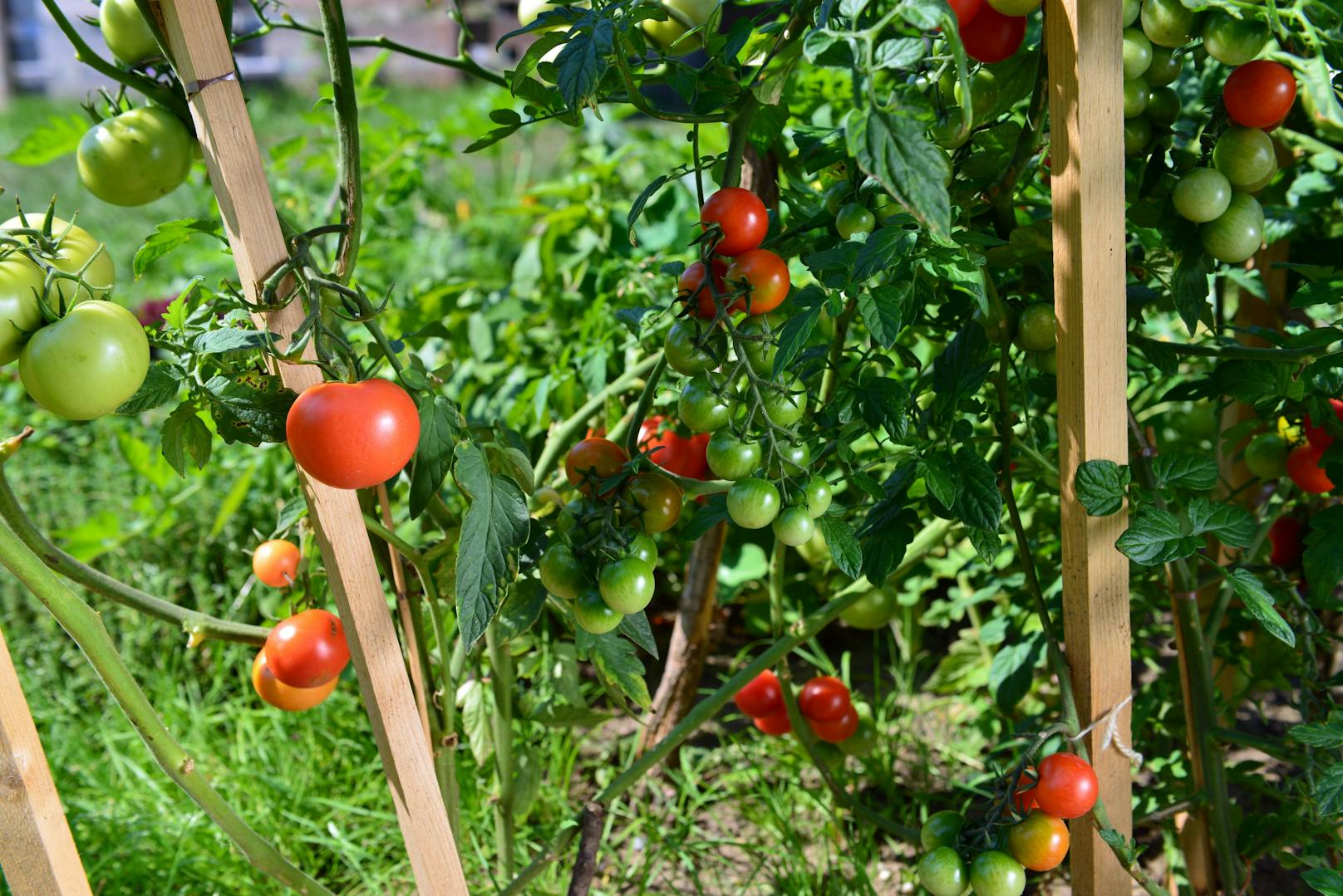 Urban Gardening