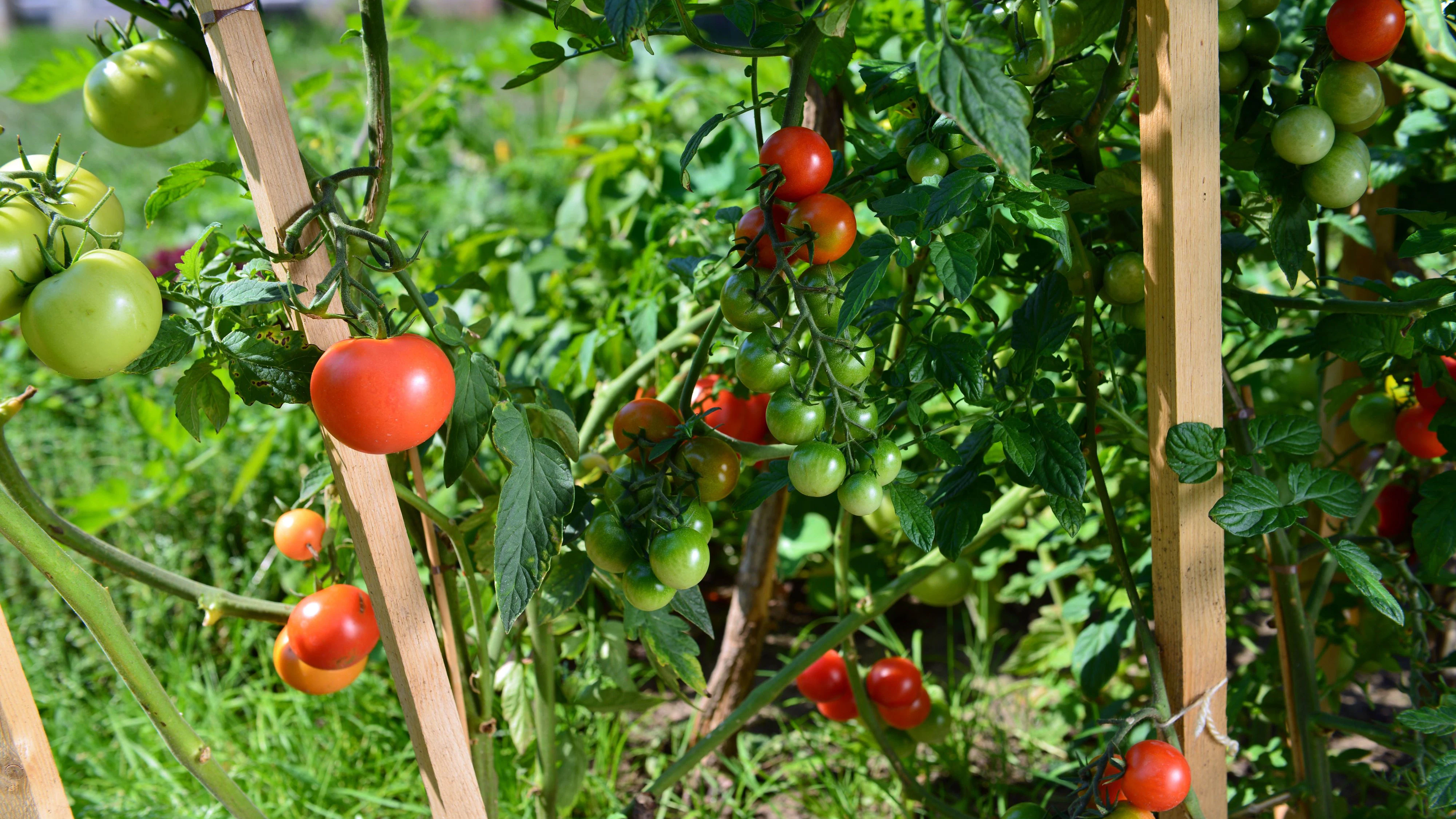 Tomaten - Urban Gardening 2016