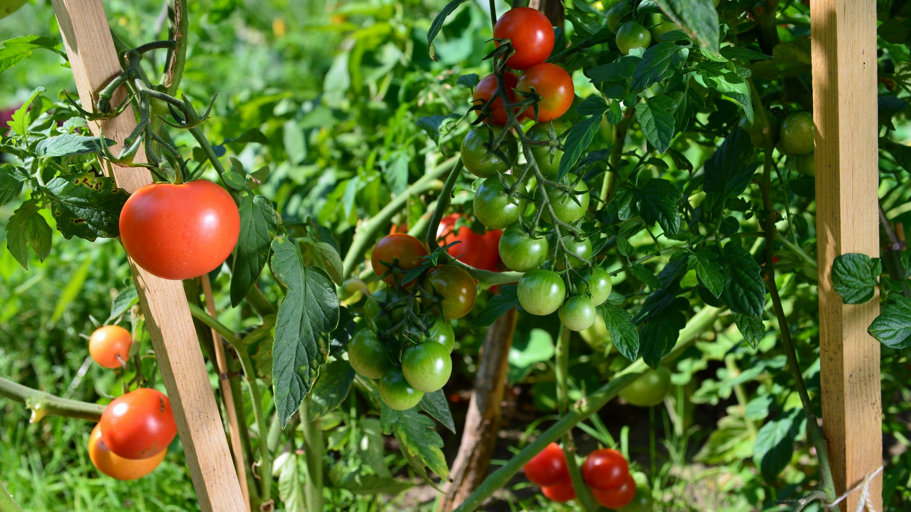 Heute.at - Viren – Paradeiser warnen Nachbarpflanzen mit Duftstoff