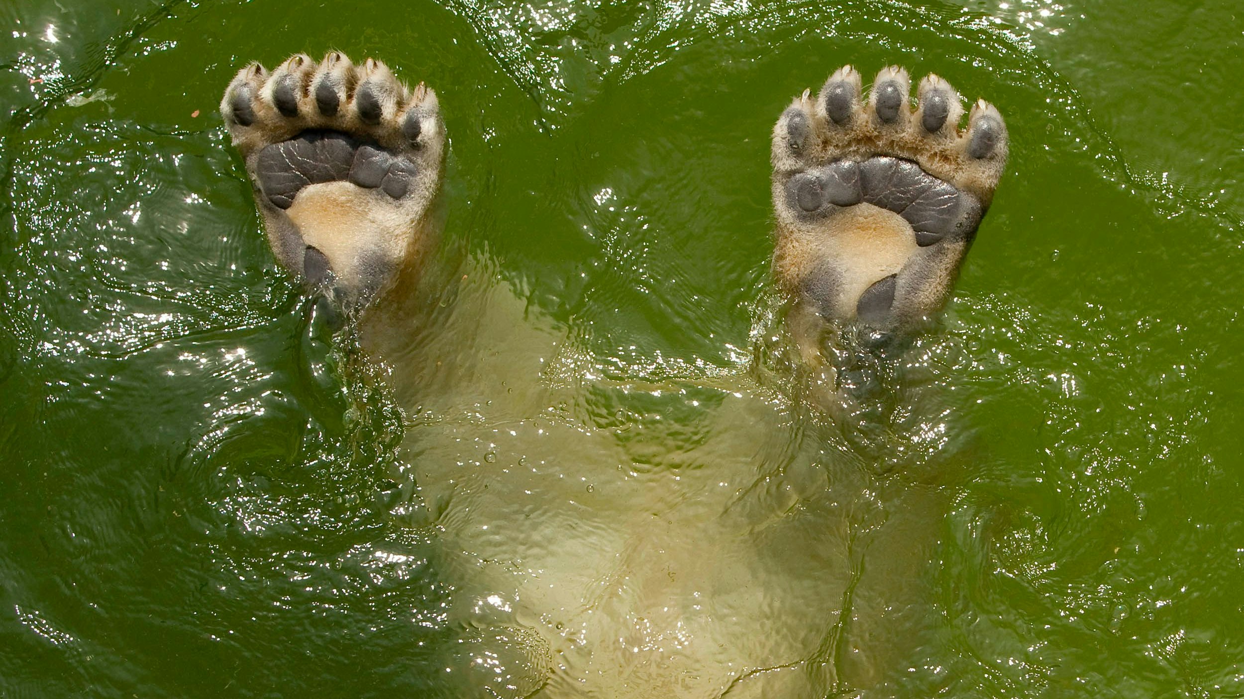 So haben sie die Bewohnerinnen und Bewohner des Tiergartens Schönbrunn vielleicht noch nie gesehen