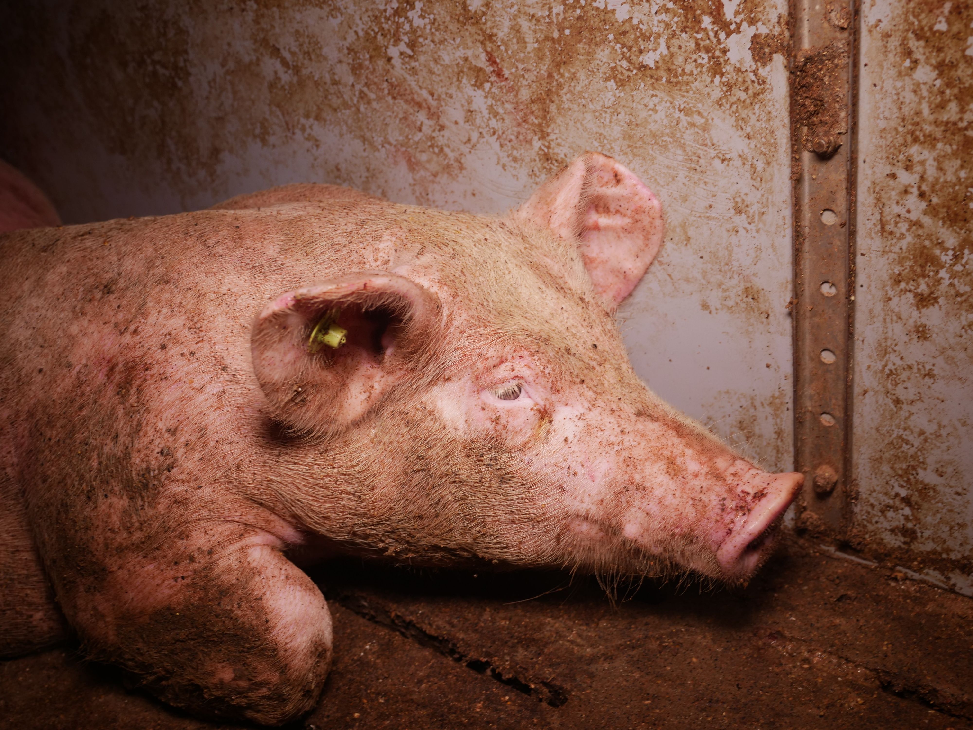 Die neuesten Bilder eines steirischen Schweinemast-Betriebes sind nichts für schwache Nerven.&nbsp;