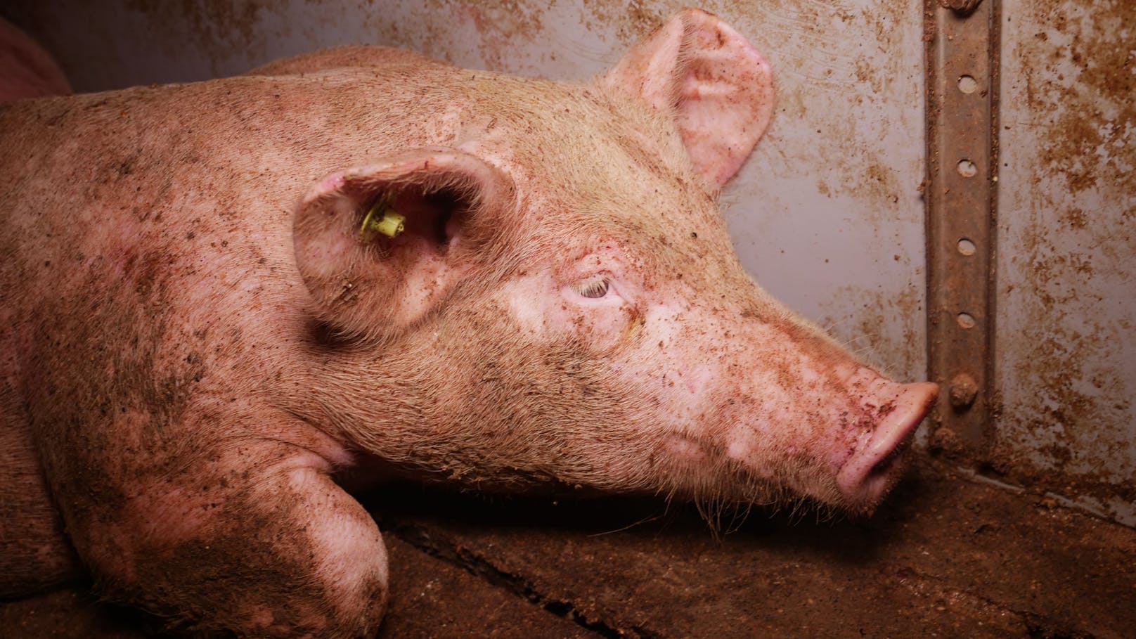 In Steiermark-Betrieb fressen sich Schweine gegenseitig