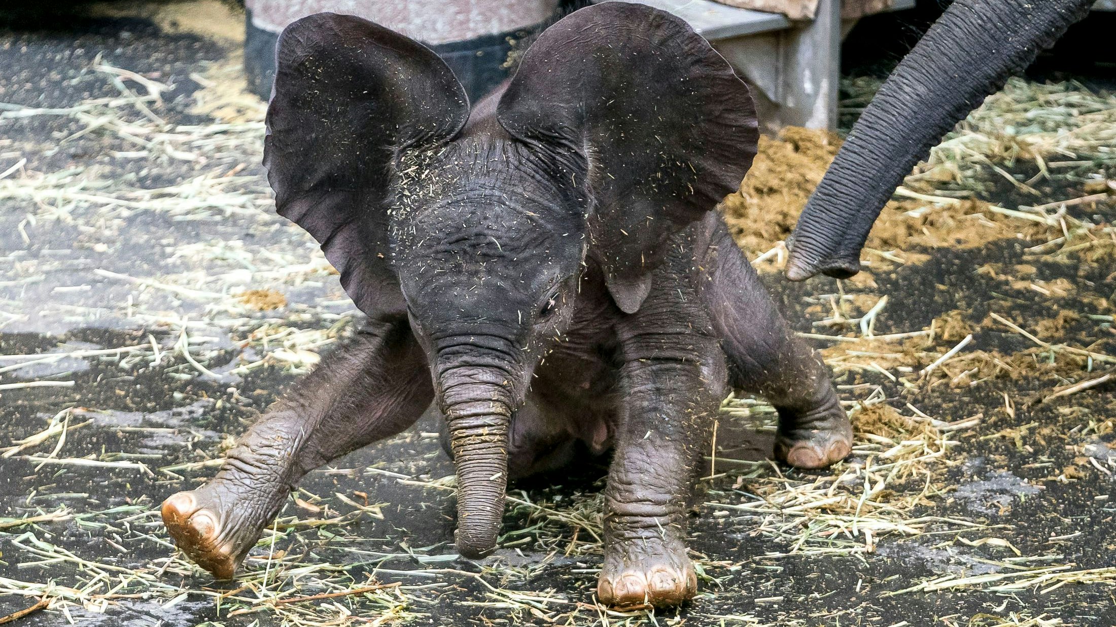 So haben sie die Bewohnerinnen und Bewohner des Tiergartens Schönbrunn vielleicht noch nie gesehen