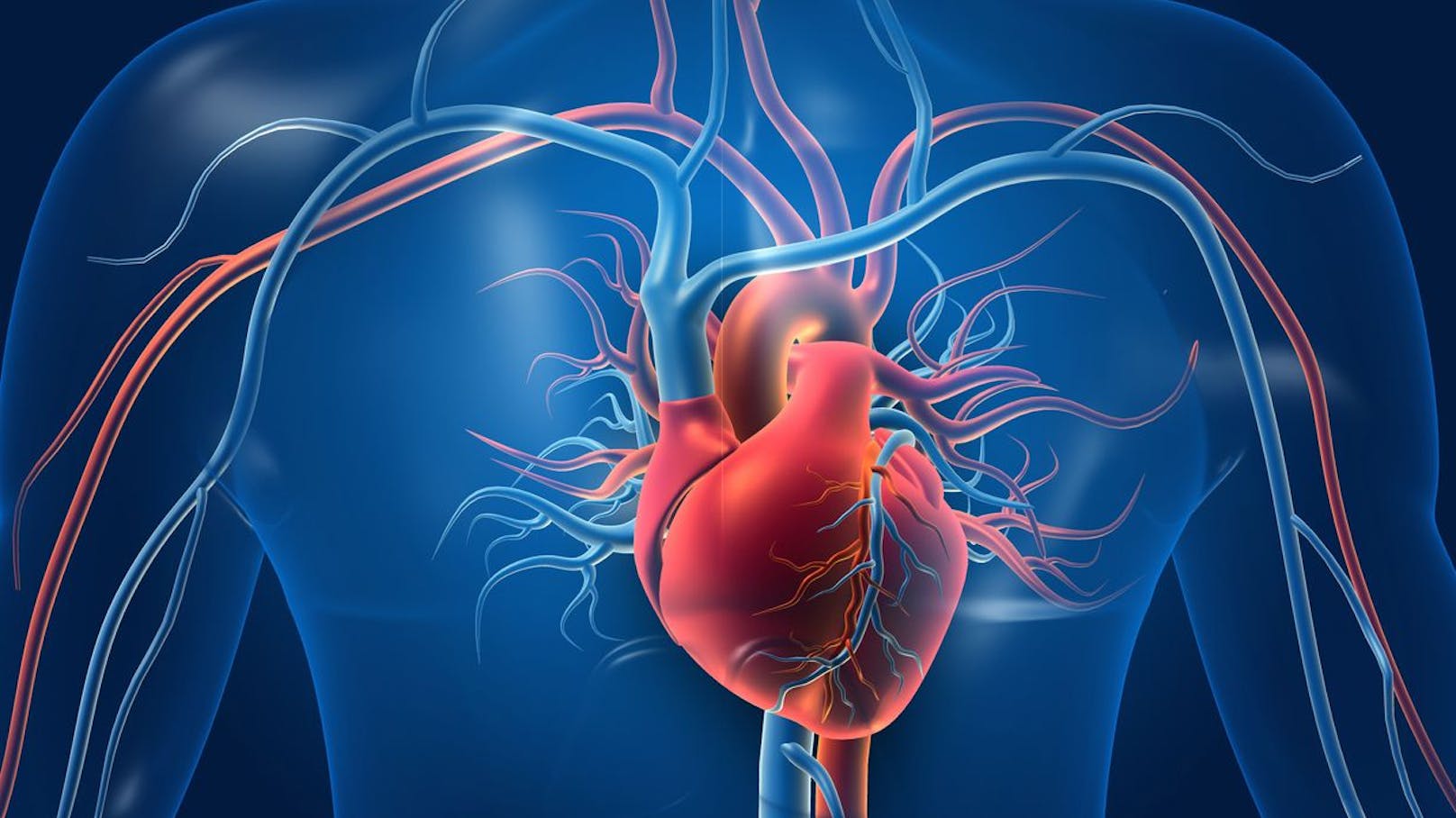 Mediziner definieren neues Organ im menschlichen Körper