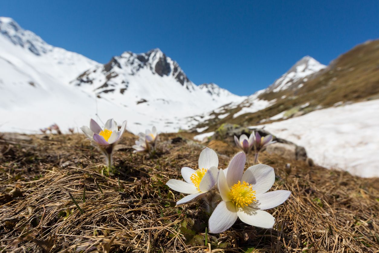 Der ungewöhnlich warme Winter ließ die Frühjahrsblüher zeitig austreiben. Im Bild Alpen-Kuhschellen (Pulsatilla alpina).