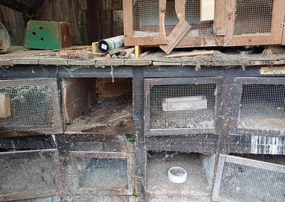 Die Tiere wurden abgenommen und in Tierheimen untergebracht.