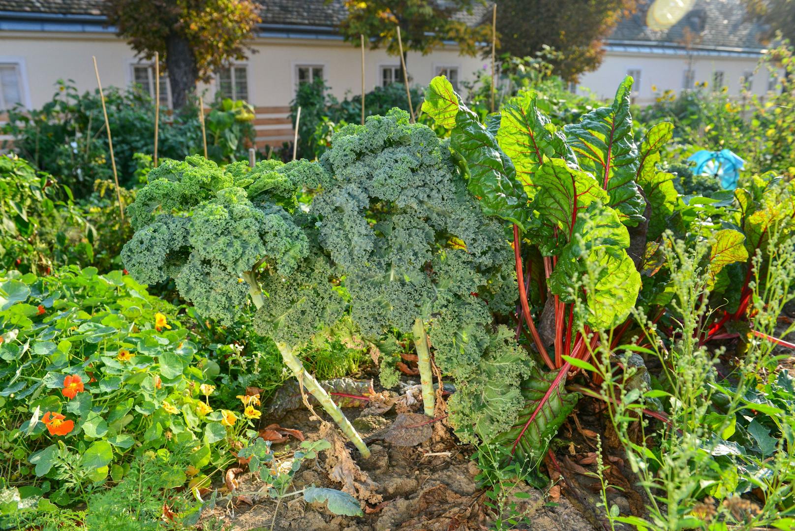 Urban Gardening