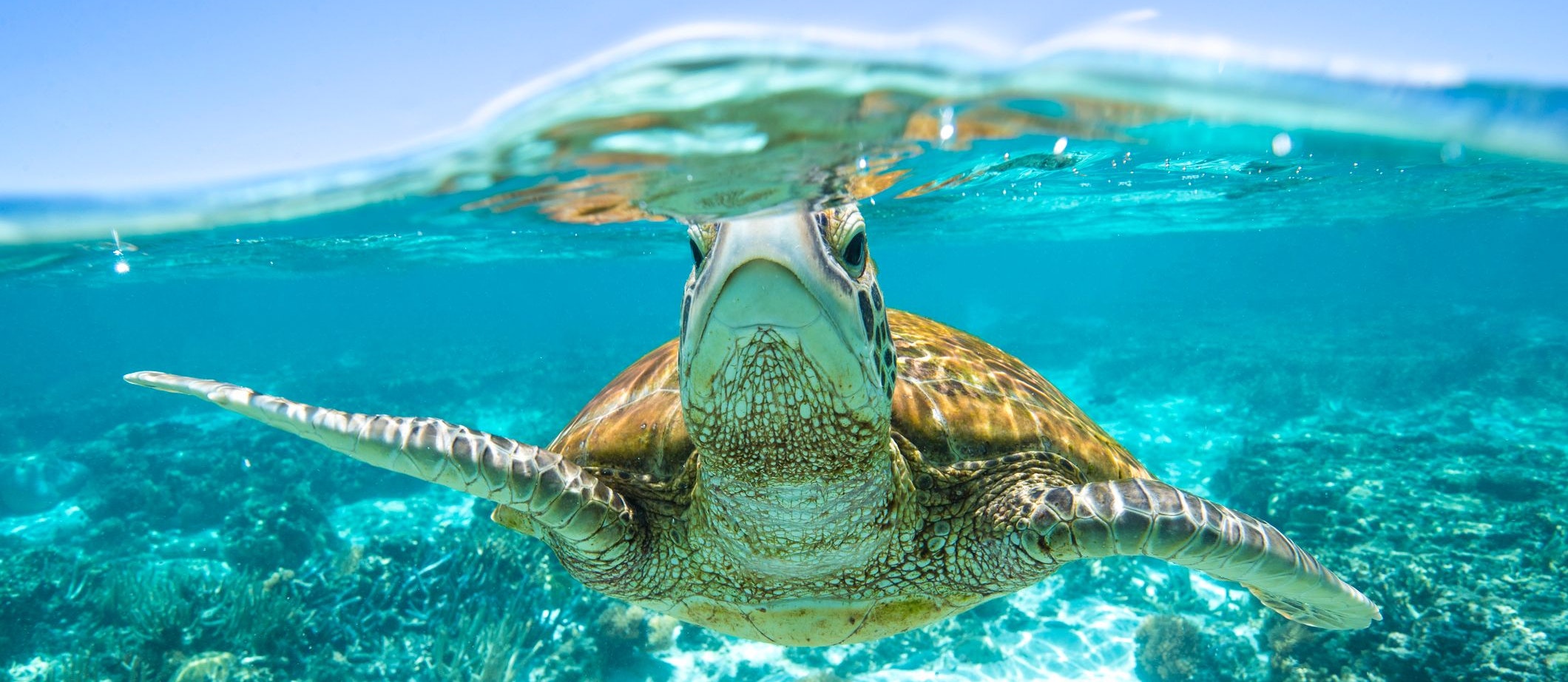 Eine Grüne Wasserschildkröte schwimmt durch eine Lagune von Lady Elliot Island im Great Barrier Reef