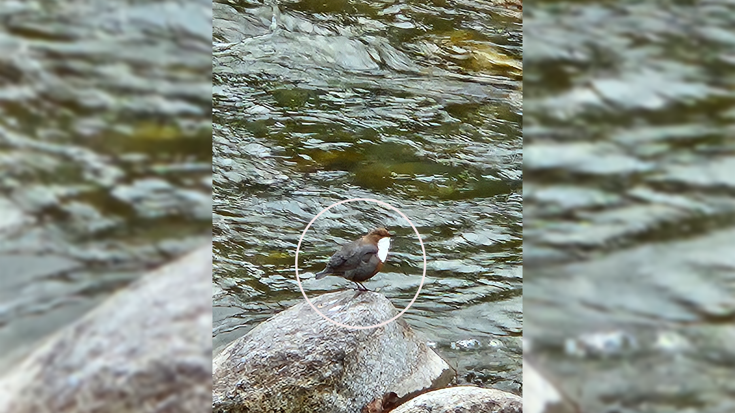 Was ist denn das? Eine 