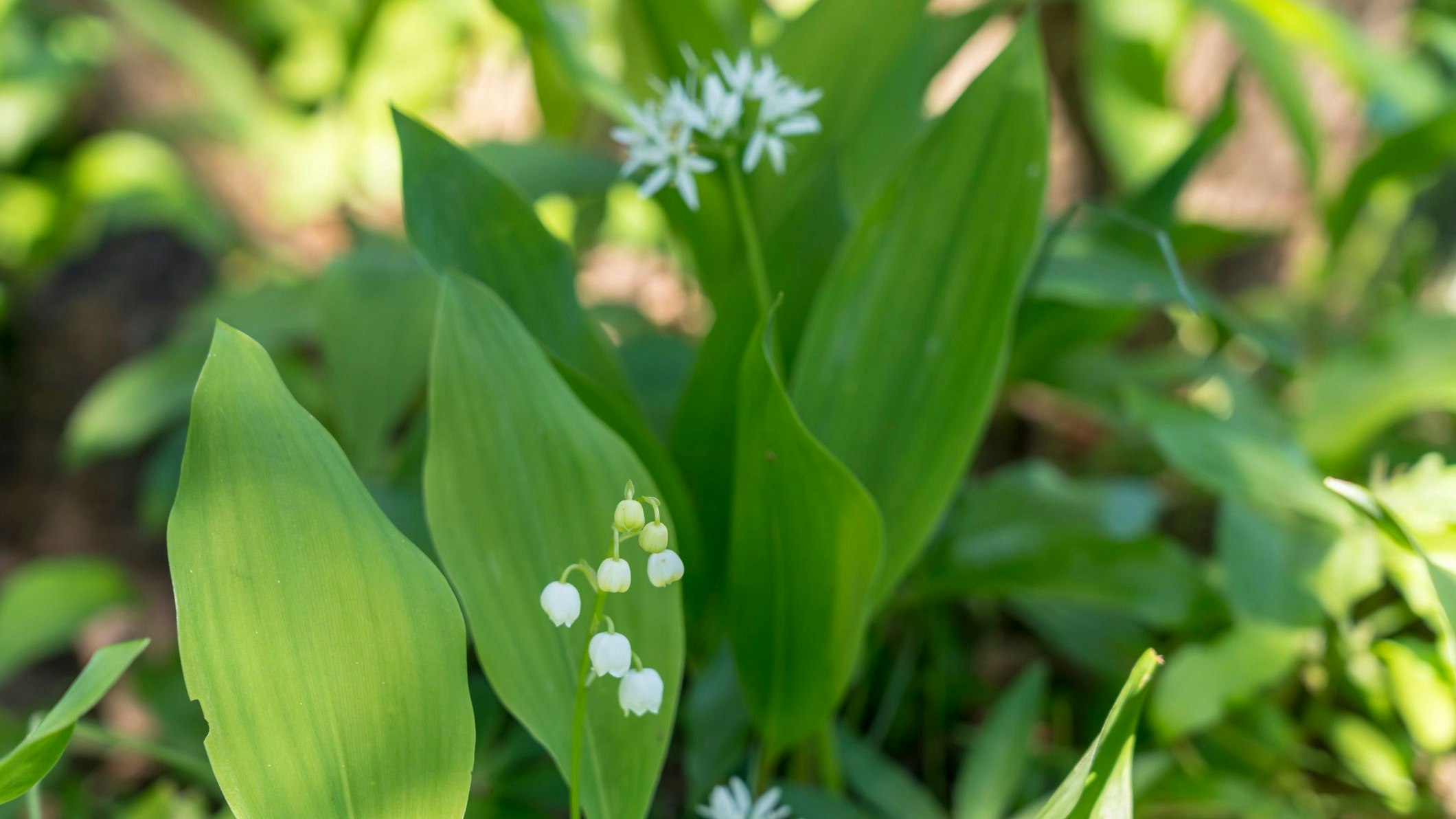 Lily of the valley and ramson, wild garlic, growing together in forest. Lily of the valley in very poisonous, ramson very healthy, but they have very similar leaves.