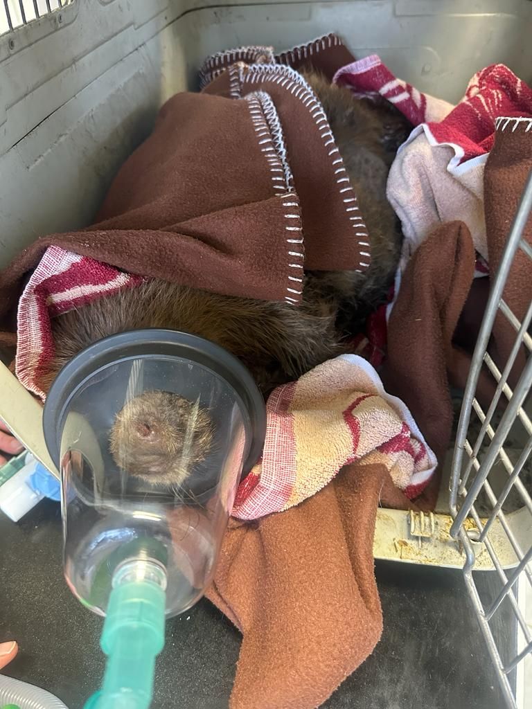 Der Biber musste tierärztlich versorgt werden.&nbsp;