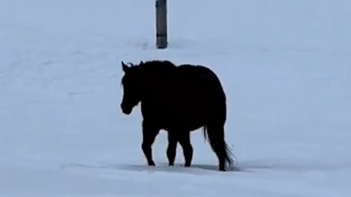 Heute.at - Läuft dieses Pferd auf dich zu oder von dir weg?