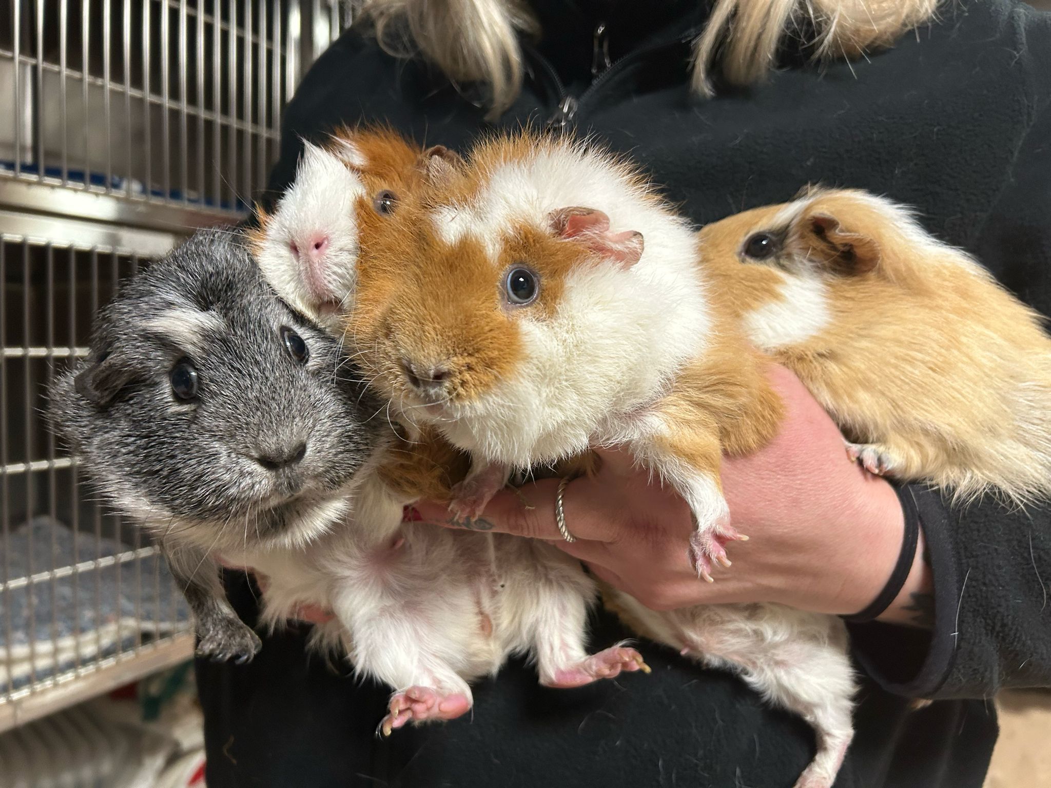 Diese vier Meerschweinchen wurden einfach auf einer Salzburger Wiese ausgesetzt.&nbsp;
