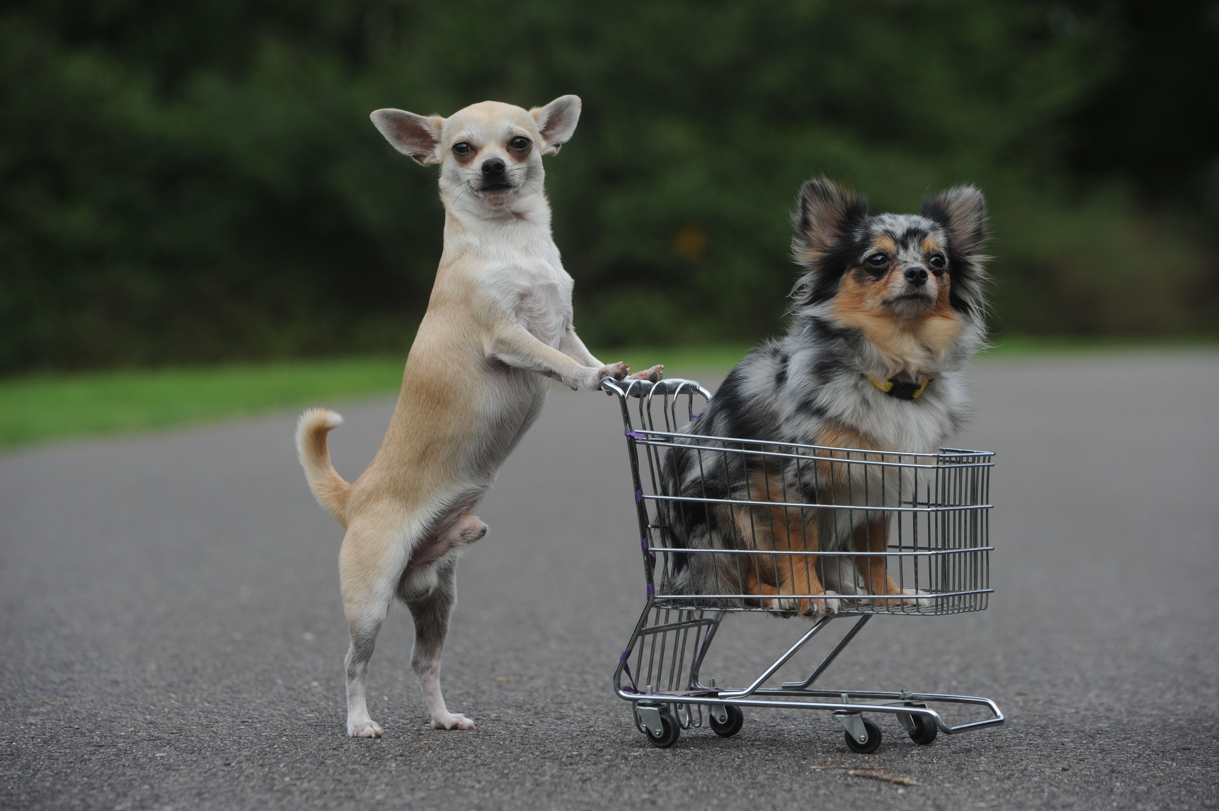 In italienischen Supermärkten gibt es immer öfter die Möglichkeit den Hund mitzunehmen.