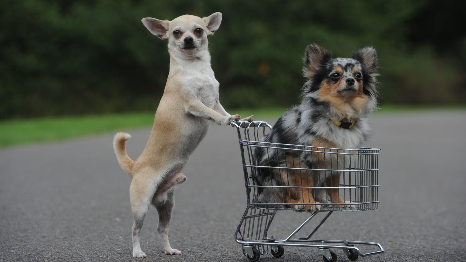 Hier dürfen Hunde sogar in den Supermarkt