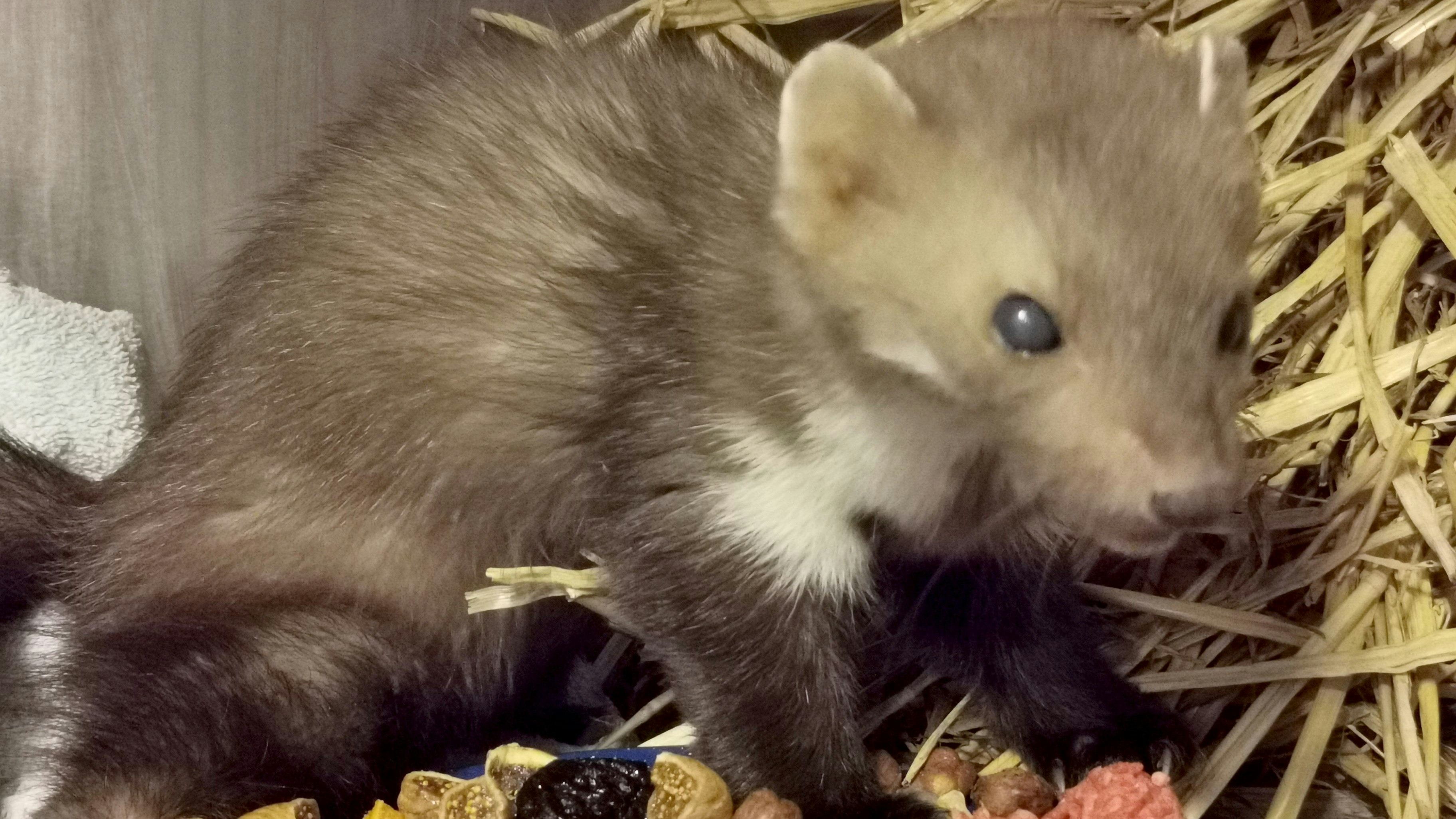 Der alte "Wacholder" kämpft im Tierparadies um sein Leben.&nbsp;