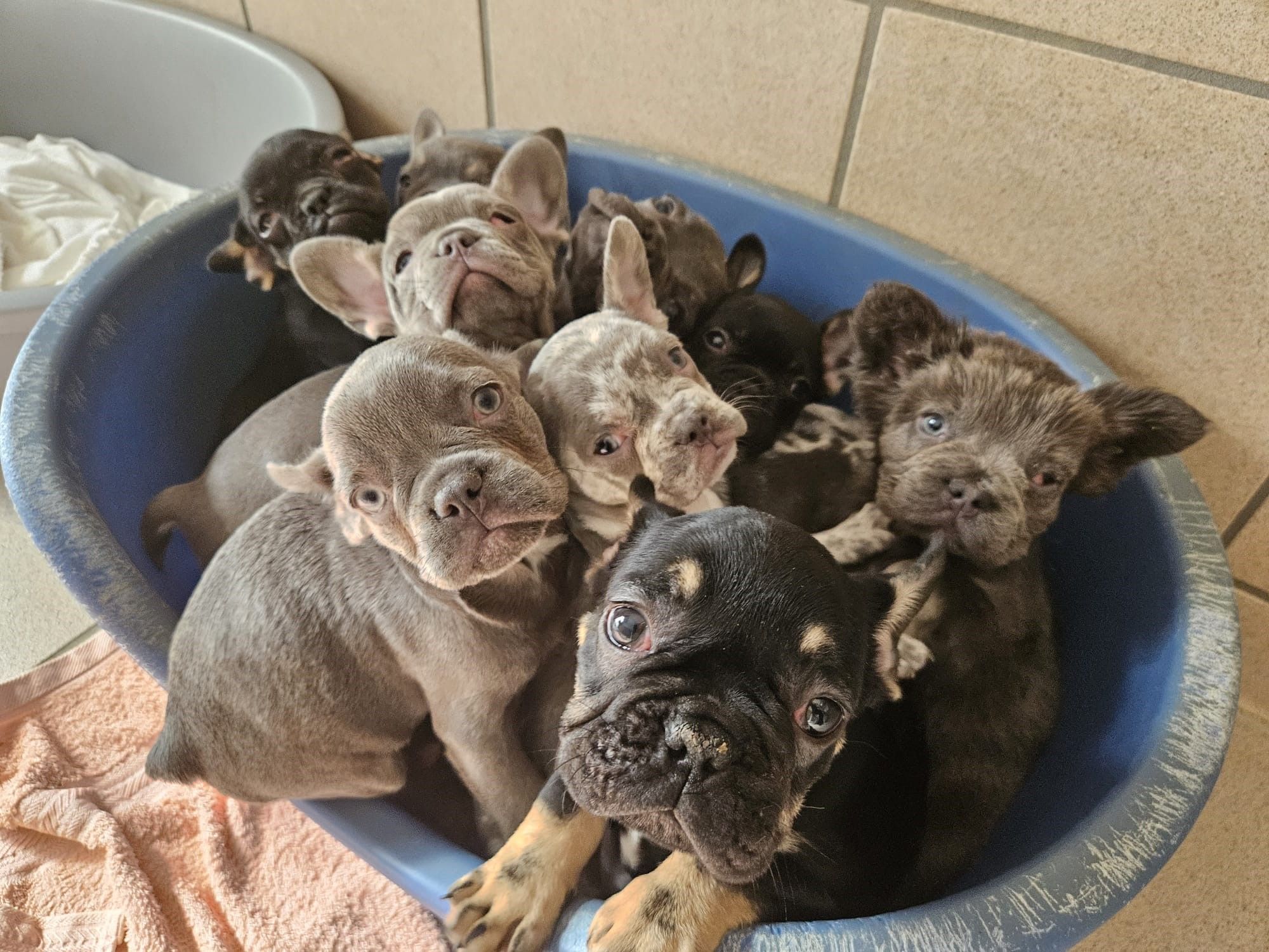 Die kleinen Französischen Bulldoggen wurden viel zu früh von der Mutter weggenommen.