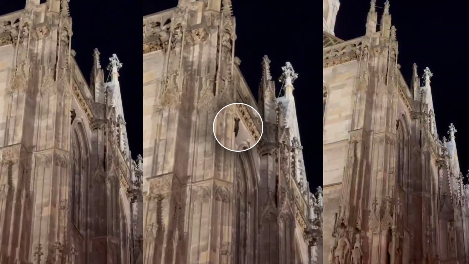 Dieser Marder sorgte am Samstagmorgen für Staunen. Der wilde Vierbeiner kann ziemlich gut klettern.