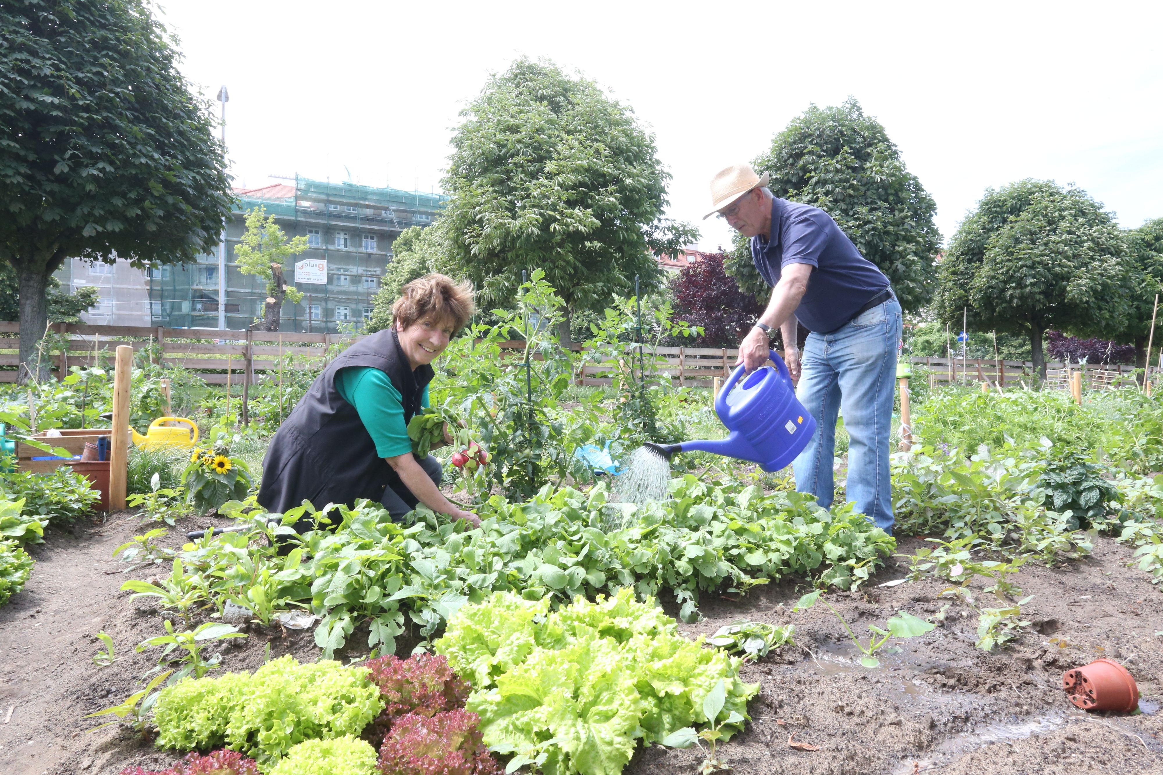 Urban Gardening beim Wiener Augarten