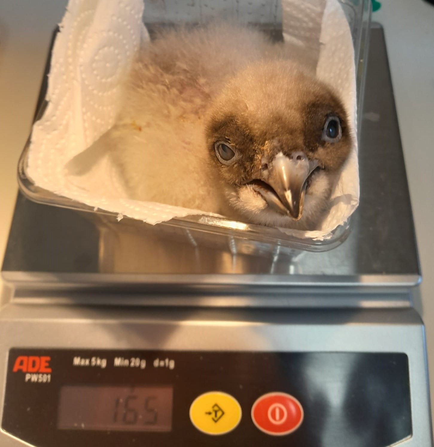 Vier der insgesamt 15 Küken sind bereits geschlüpft.