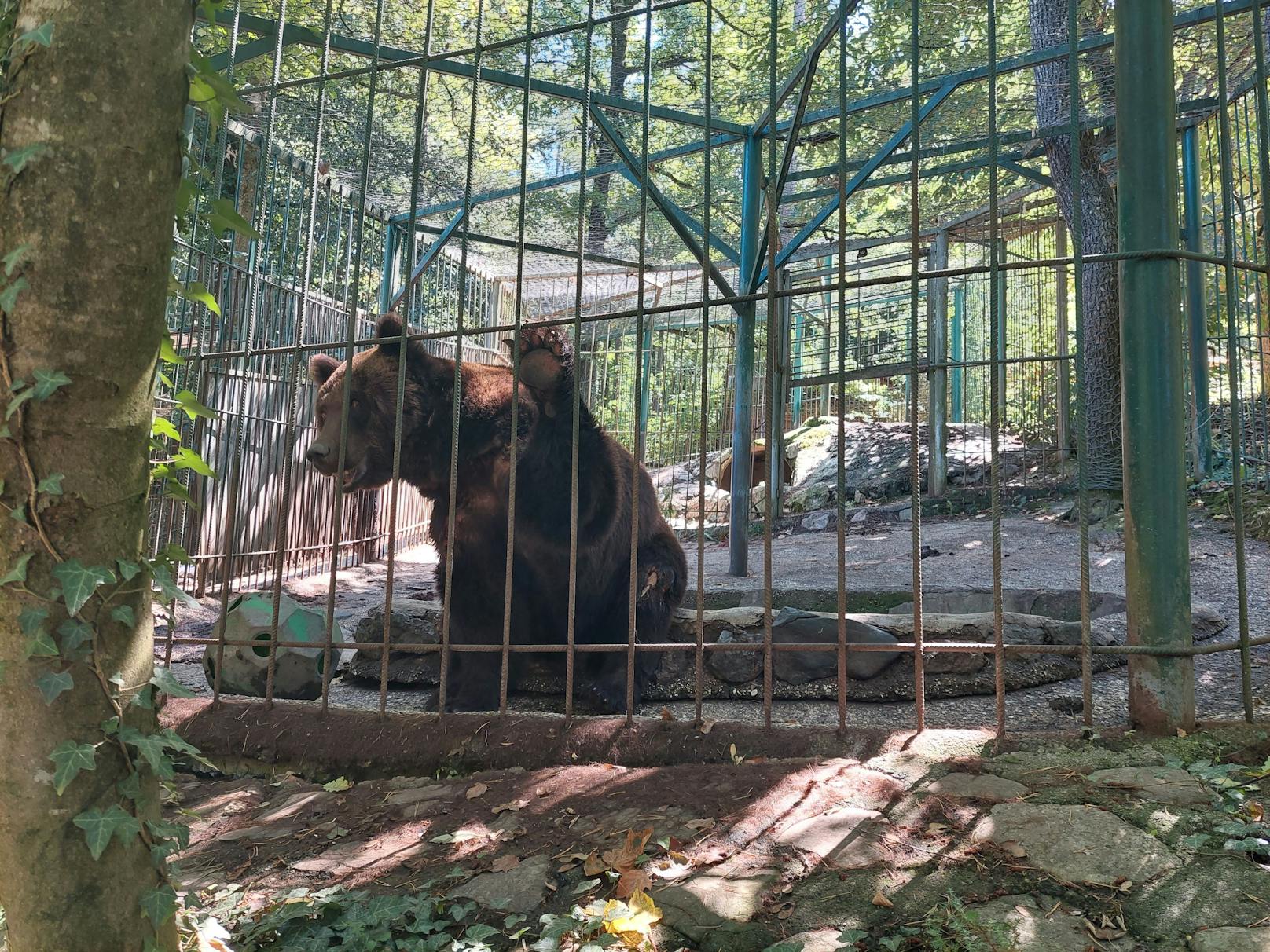 Untersuchung des männlichen Bären Tim, der im privaten Zoopark Rozman, Horjul, Slowenien, gehalten wird.