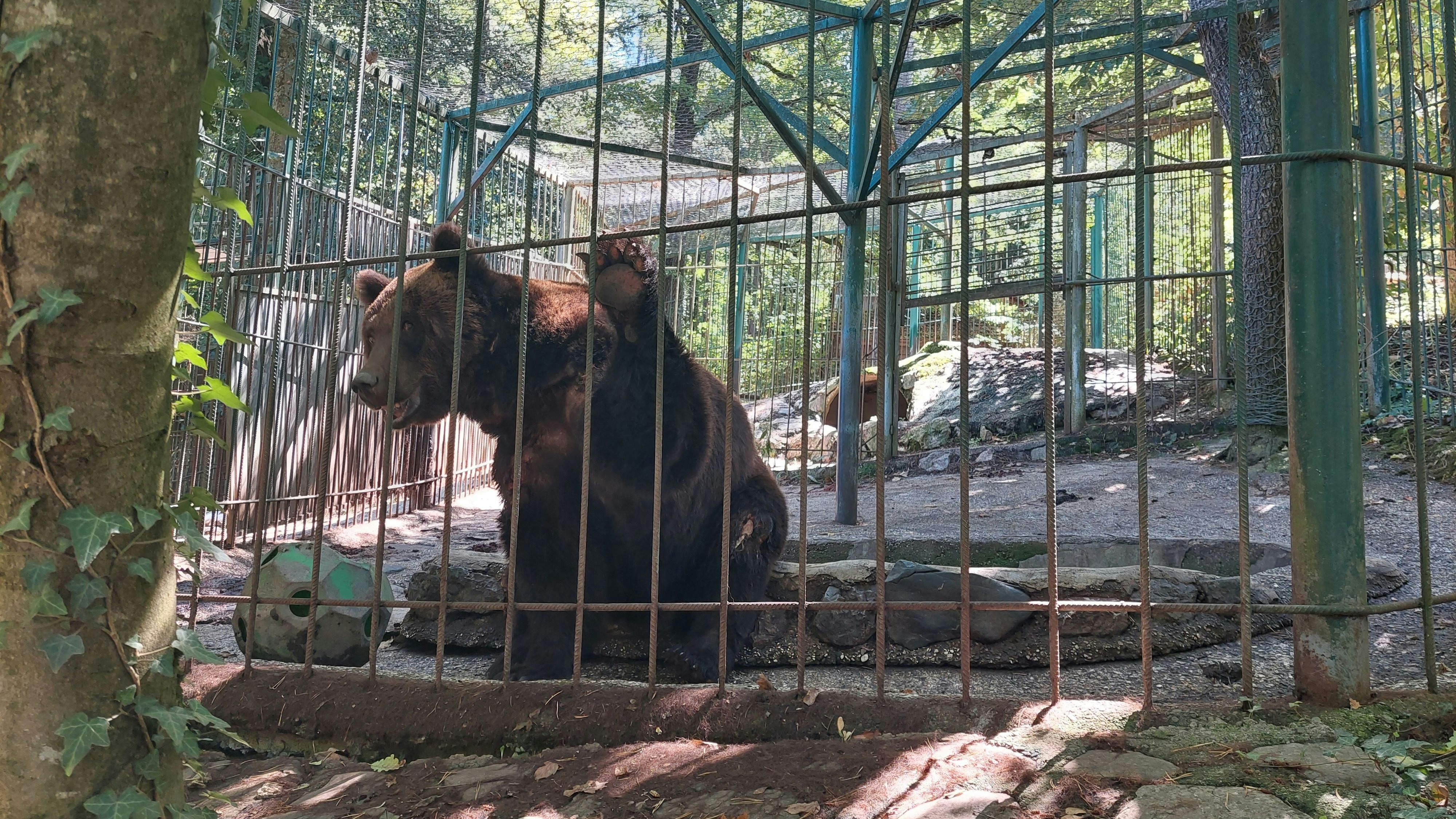 Tim lebt in einem "Privatzoo" und wartet schon so lange auf ein artgerechtes Zuhause. Unterstütze auch du den Kampf von Vier Pfoten um den letzten Privatbären aus Slowenien und <strong><a rel="nofollow" href="https://spenden.vier-pfoten.at/vpat/spende/?cf=header&amp;_gl=1*g0hxpw*jts_aw*R0NMLjE3NTgwOTMzMTkuQ2owS0NRand1S25HQmhENUFSSXNBRDE5UnNZTlRzUnM2NndqOUFPT0owUEFqWUNyZUJqa0RHSHBmbzYzQ3RhOFp2XzFMeWJyN1l5STVkMGFBaWZIRUFMd193Y0I.*jts_ga*OTIwNjgwMTQwLjE3NDcyMDA2MTM.*jts_ga_9J2N0MP979*czE3NTgwOTMzMTgkbzQkZzEkdDE3NTgwOTMzMjYkajUyJGwwJGgw&amp;_jtsuid=95645168016342294293343">KLICKE HIER</a></strong>.