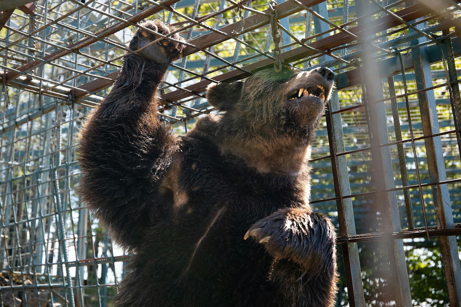 Untersuchung der Haltung des männlichen Braunbären Mitko, der auf der Touristenfarm Abram, Nanos 6, Vipava, Slowenien, gehalten wird.