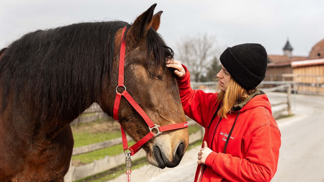 Heute.at - Für diese Stute kam die Rettung im letzten Moment