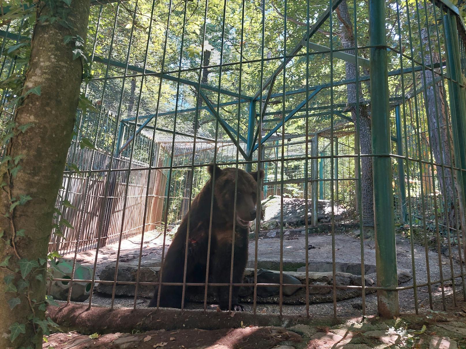 Untersuchung des männlichen Bären Tim, der im privaten Zoopark Rozman, Horjul, Slowenien, gehalten wird.