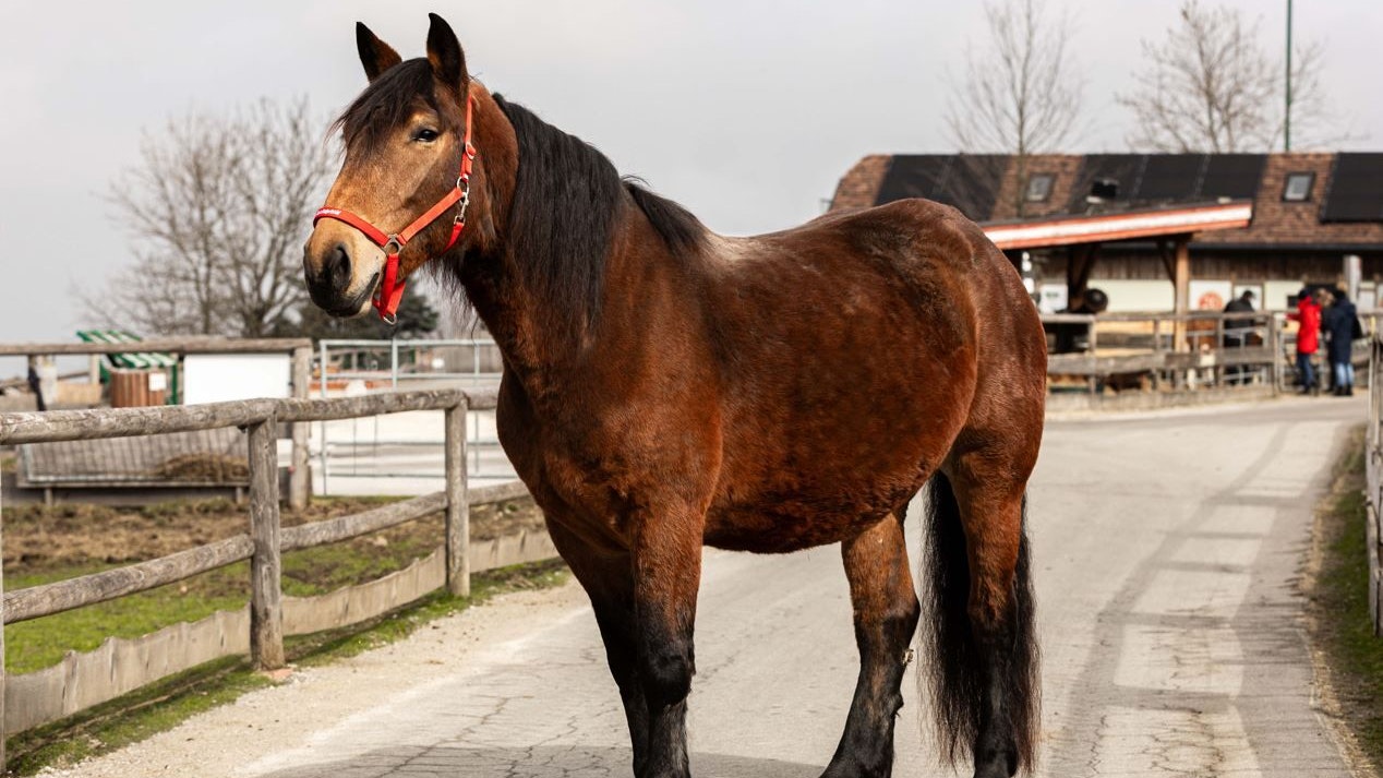 Bald wird die liebevolle Stute ihr Baby zur Welt bringen. 