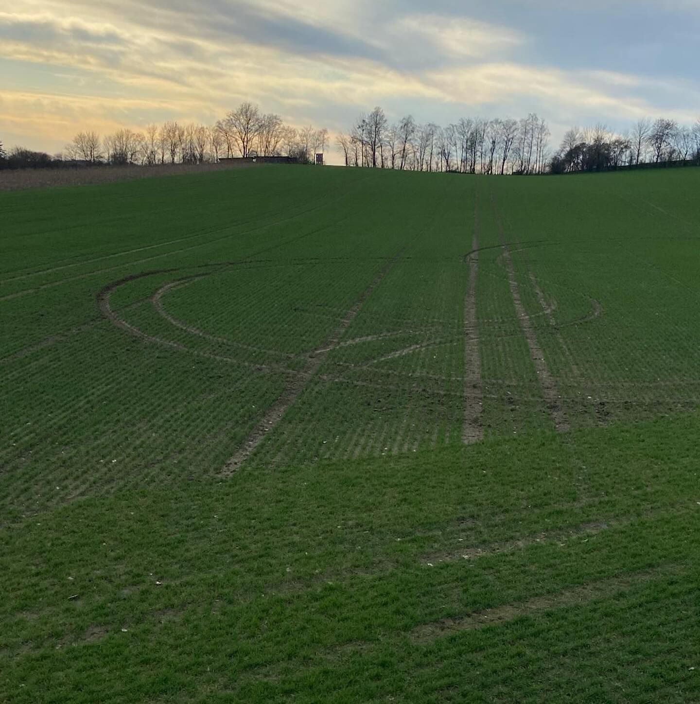 Auf dem Feld fing bereits das angebaute Getreide zum Wachsen an.