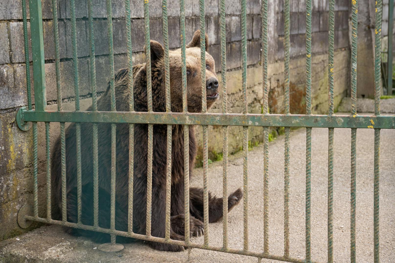 Untersuchung der Haltung der Bären Felix und Mascha - Gostilna Tusek in Kocevje. Felix starb kurz nach den Aufnahmen.