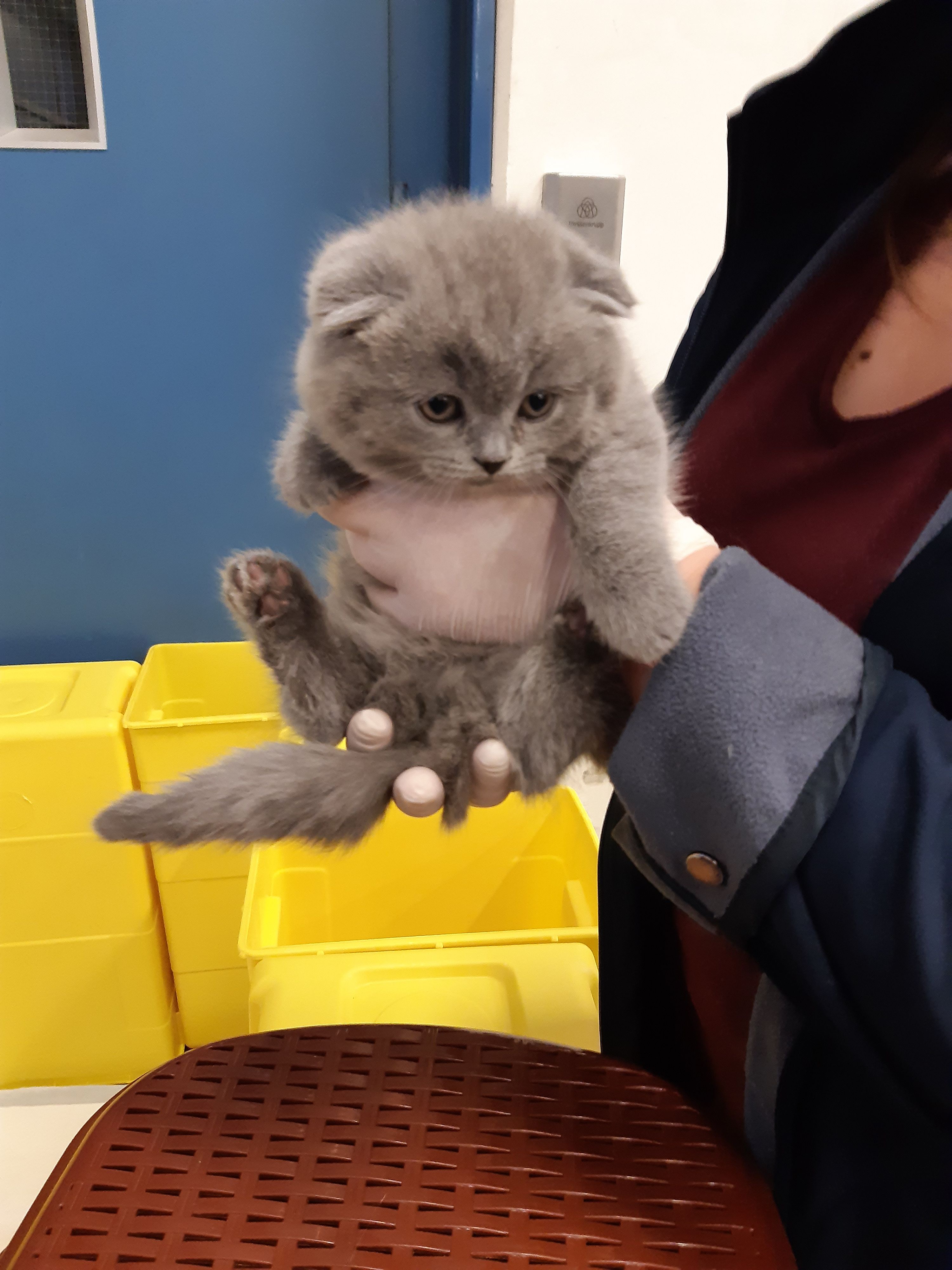 Zollfahnder auf vier Pfoten erschnüffelten Schmuggelware.