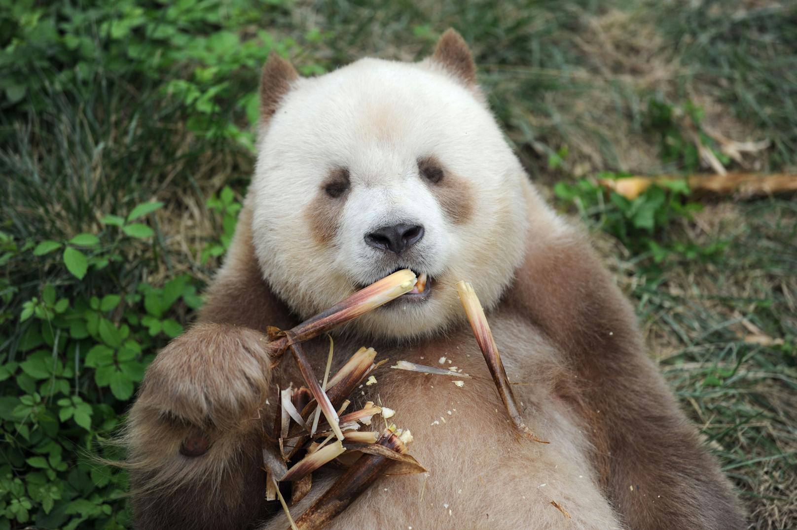 Forscher würden braune Pandas auch gerne züchten - müssen jedoch diese hübsche Genmutation vorher gründlich untersuchen. 