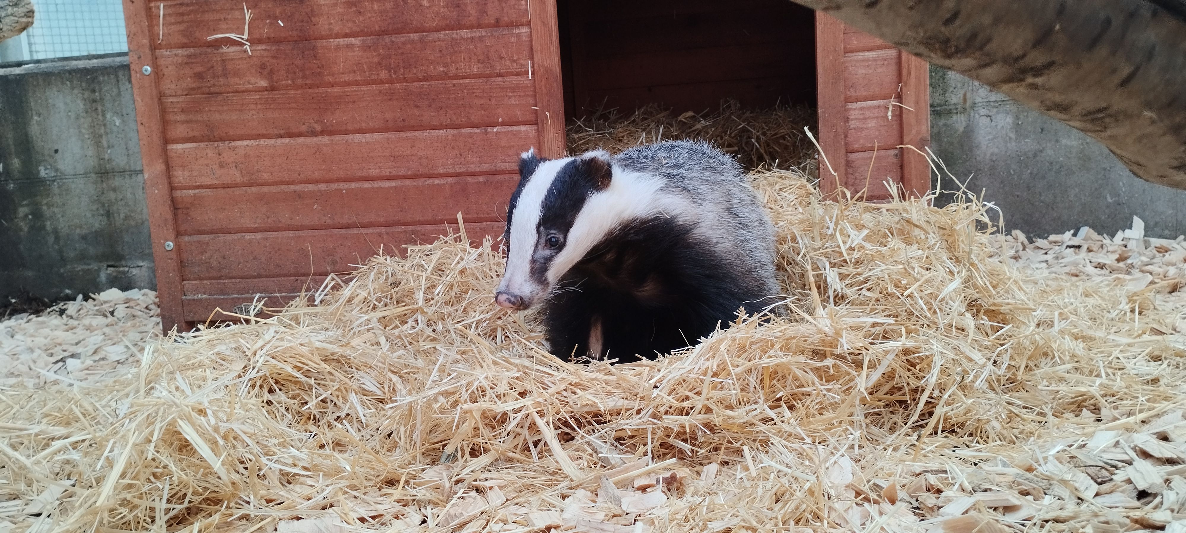 Blind und fast taub ist dieses Dachsmädchen auf der Suche nach einem geeigneten Lebensplatz.&nbsp;