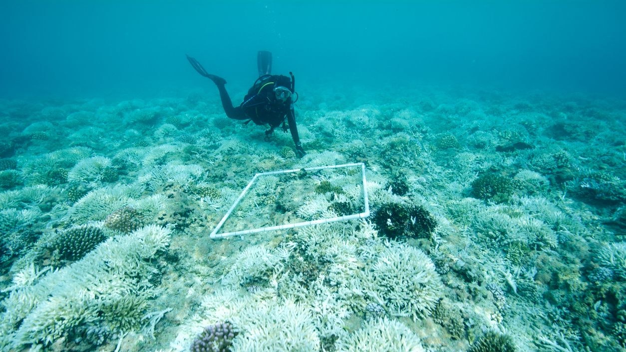 coral reef bleached by global warming is being surveyed by marine biologist