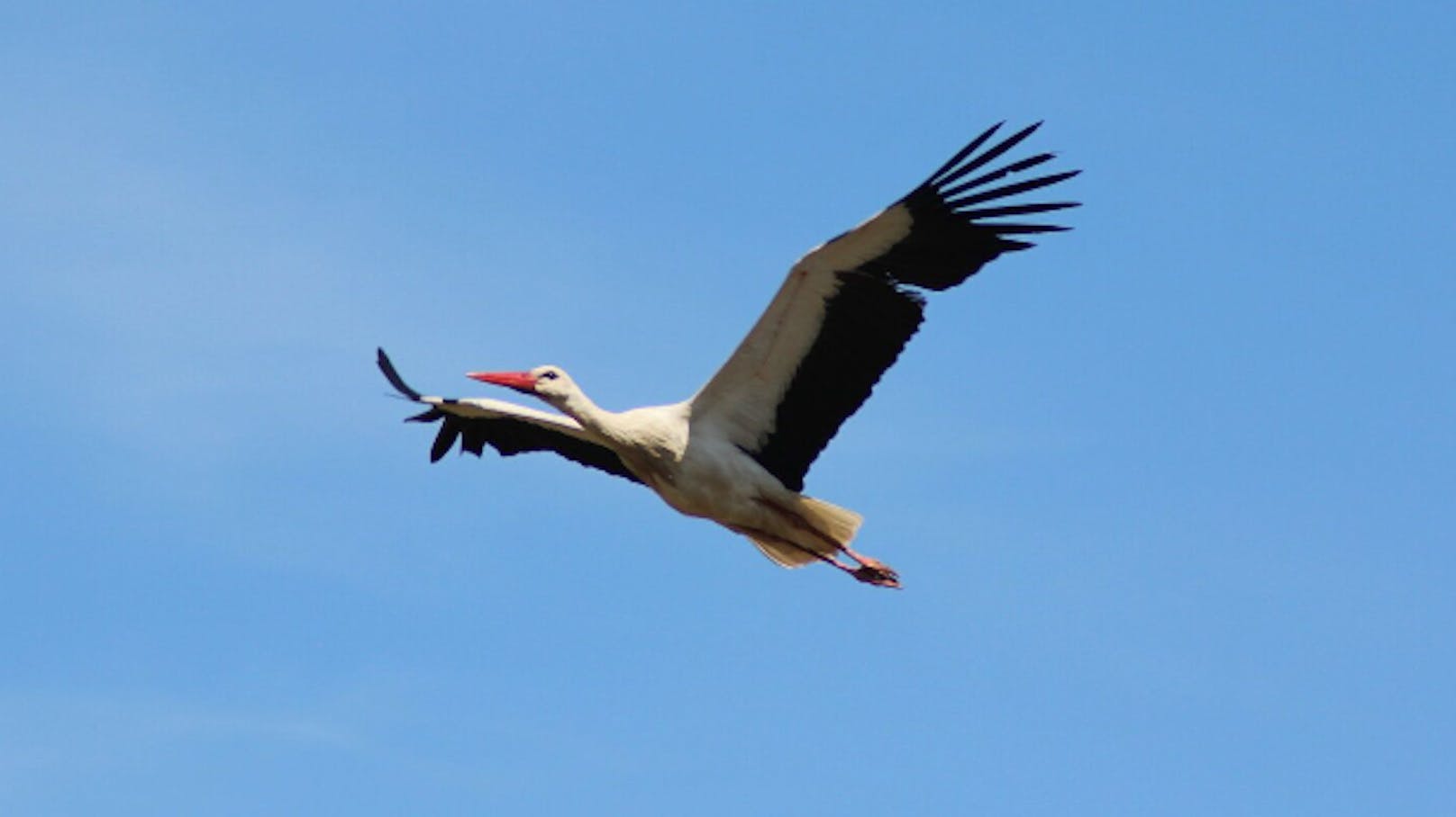 Deshalb leiden Zugvögel extrem unter der Klimakrise