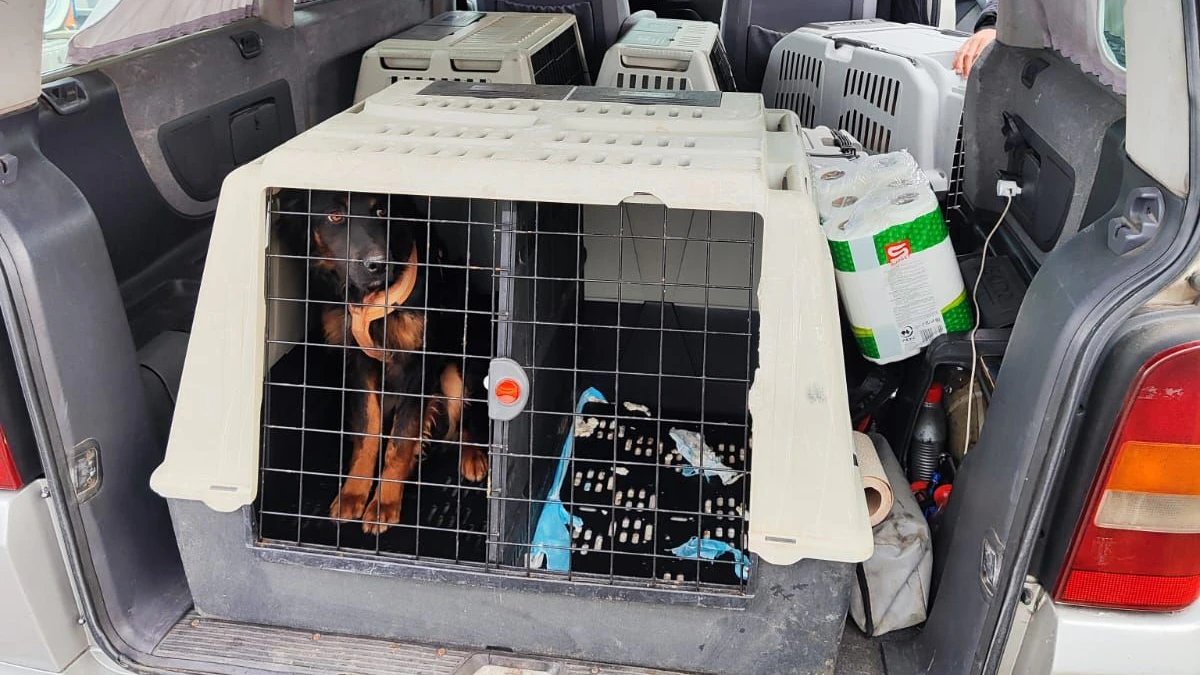 Der illegale Tiertransport wurde gestoppt.