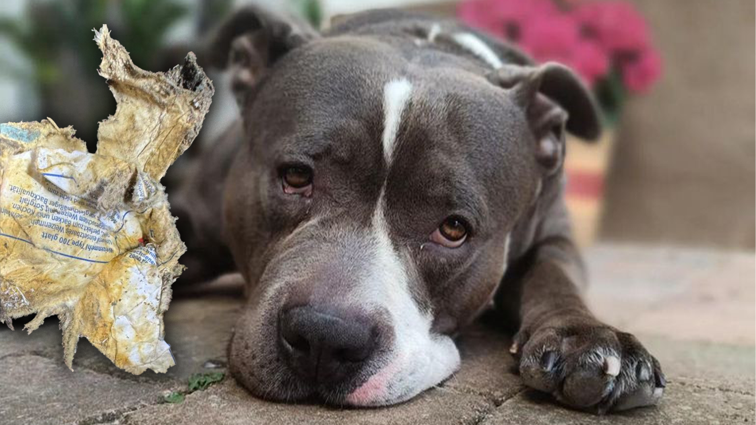 In diesem weißen Sack befanden sich die Glasscherben. Für den armen Chapo ging es sofort zum Tierarzt.